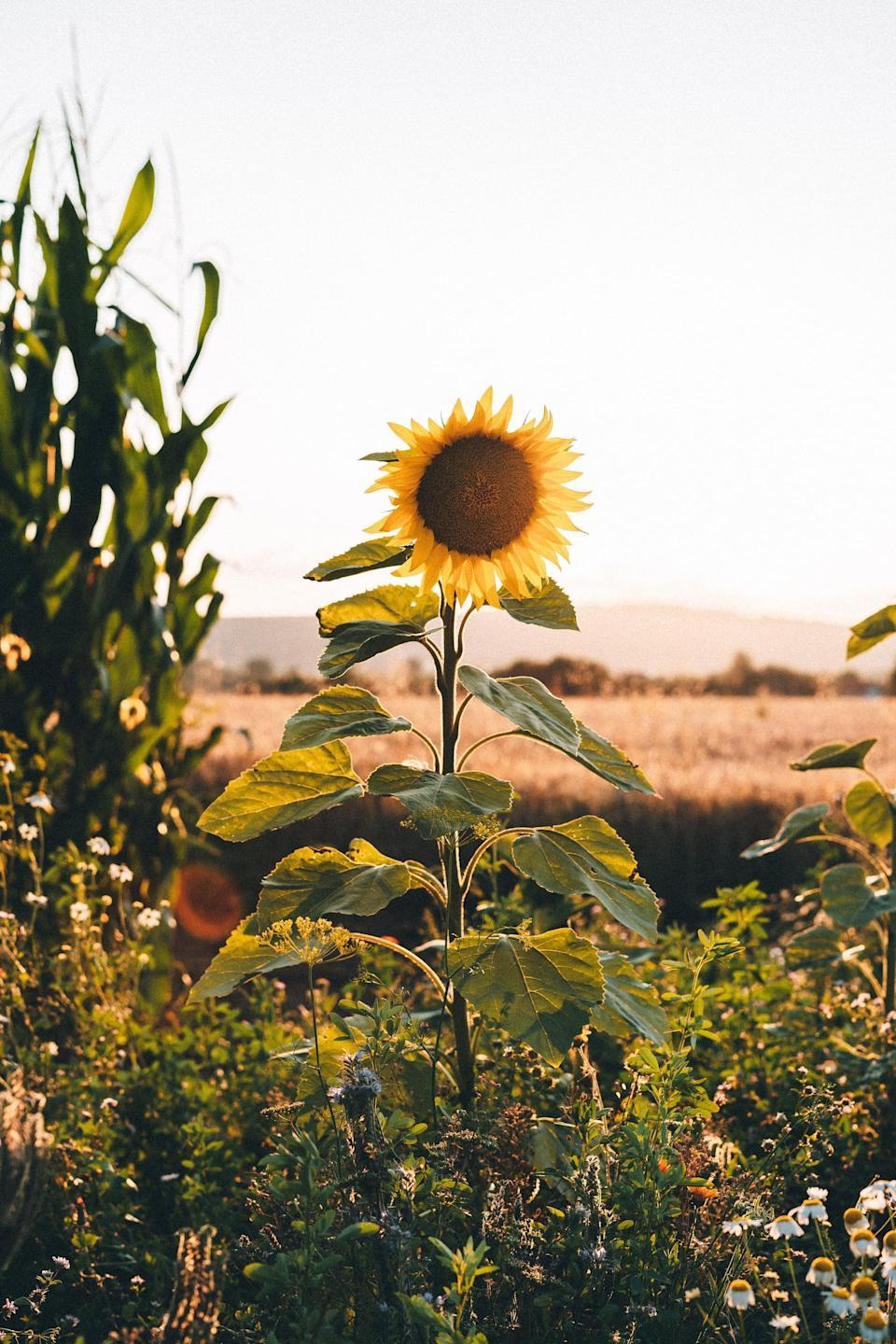 960x1440 Fall iPhone Wallpaper That'll Instantly Make You Feel Cozy