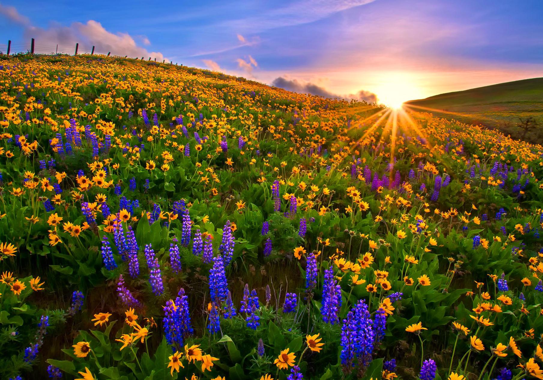 Spring Flower Fields Wallpapers Top Free Spring Flower Fields