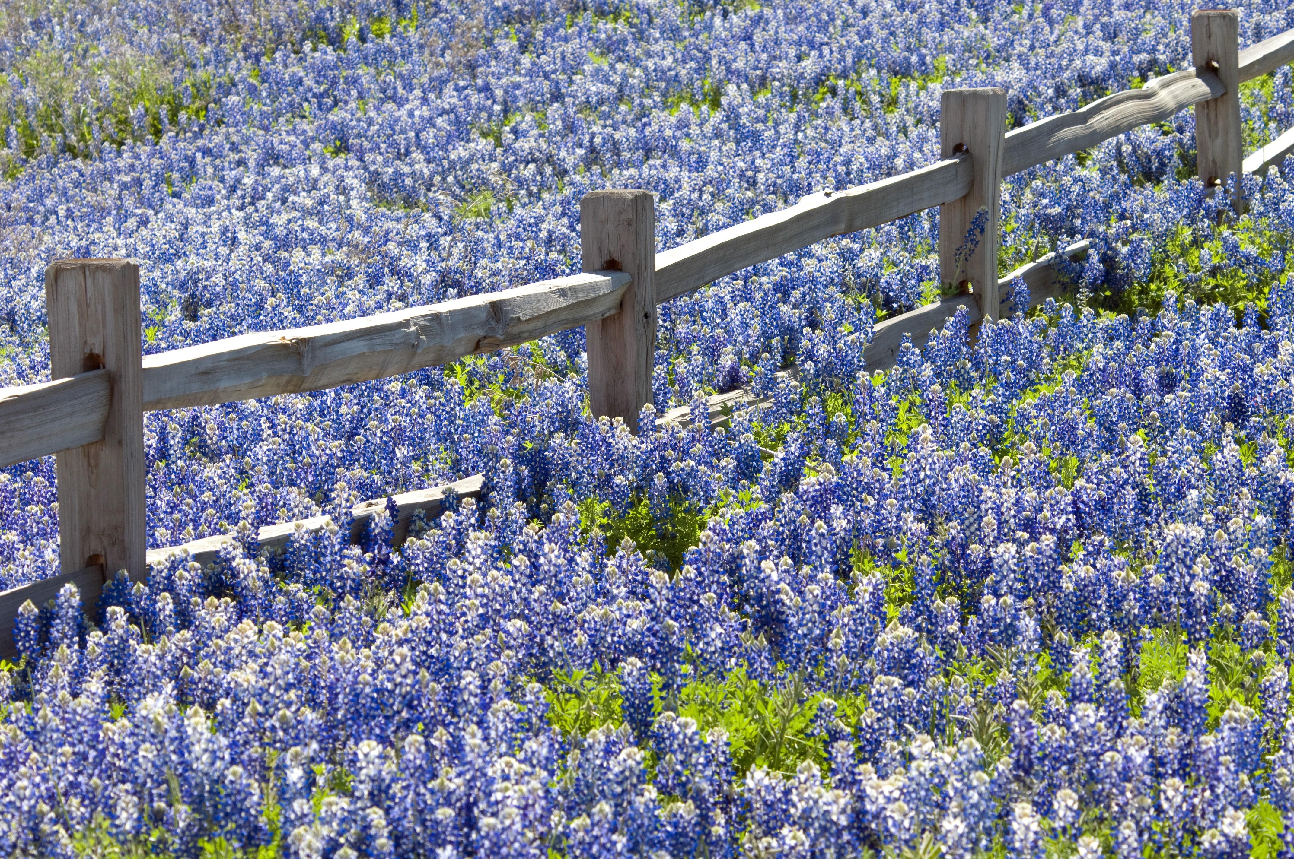 4288x2848 Spring Flower Picture from Around the World. Condé Nast Traveler