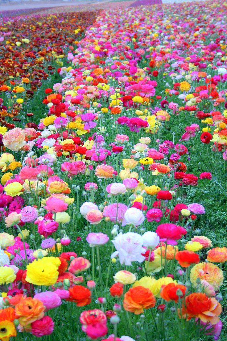 Spring Flower Fields Wallpapers - Top Free Spring Flower Fields ...