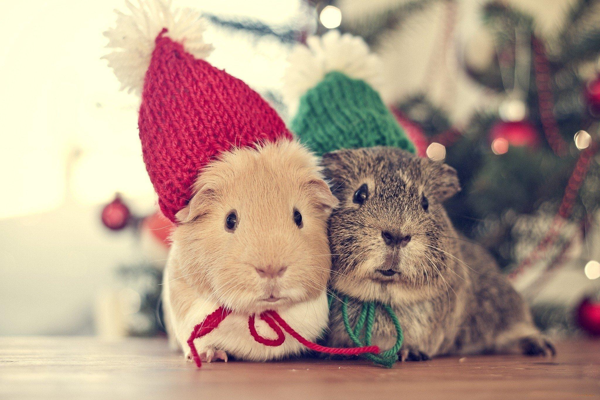 2048x1365 animals, Animal, Genuine, Pig, Christmas, Time Wallpaper HD / Desktop and Mobile Background