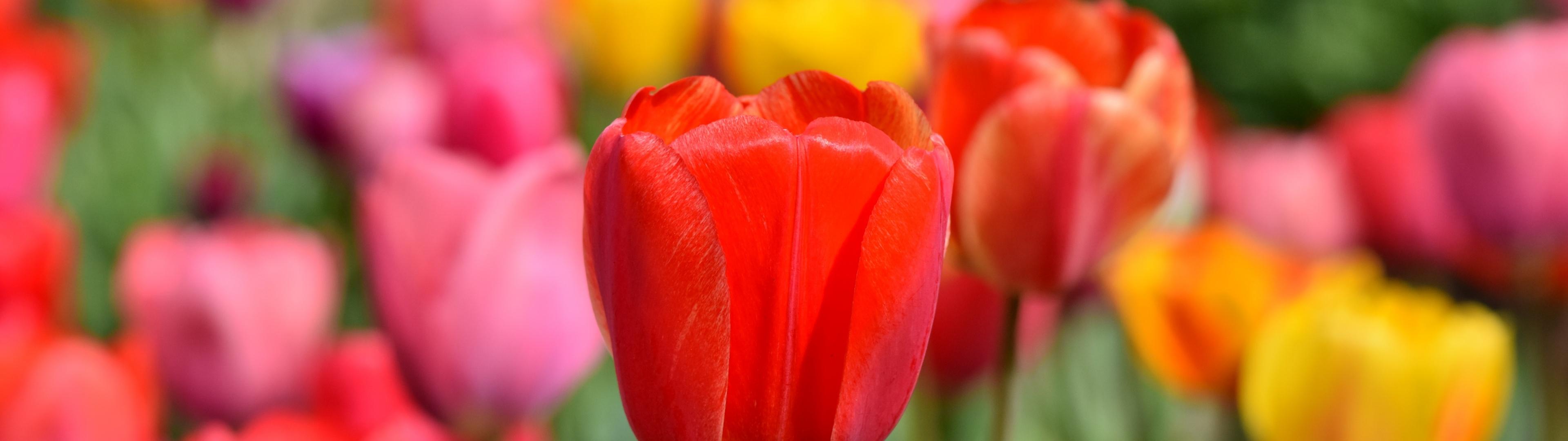 3840x1080 Tulip Field Wallpaper 4K, Multicolor, Colorful, Flower garden, Spring, Flowers