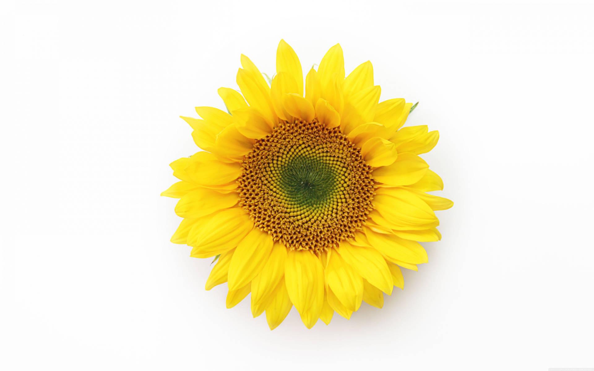 1920x1200 Download Sunflower Wallpaper