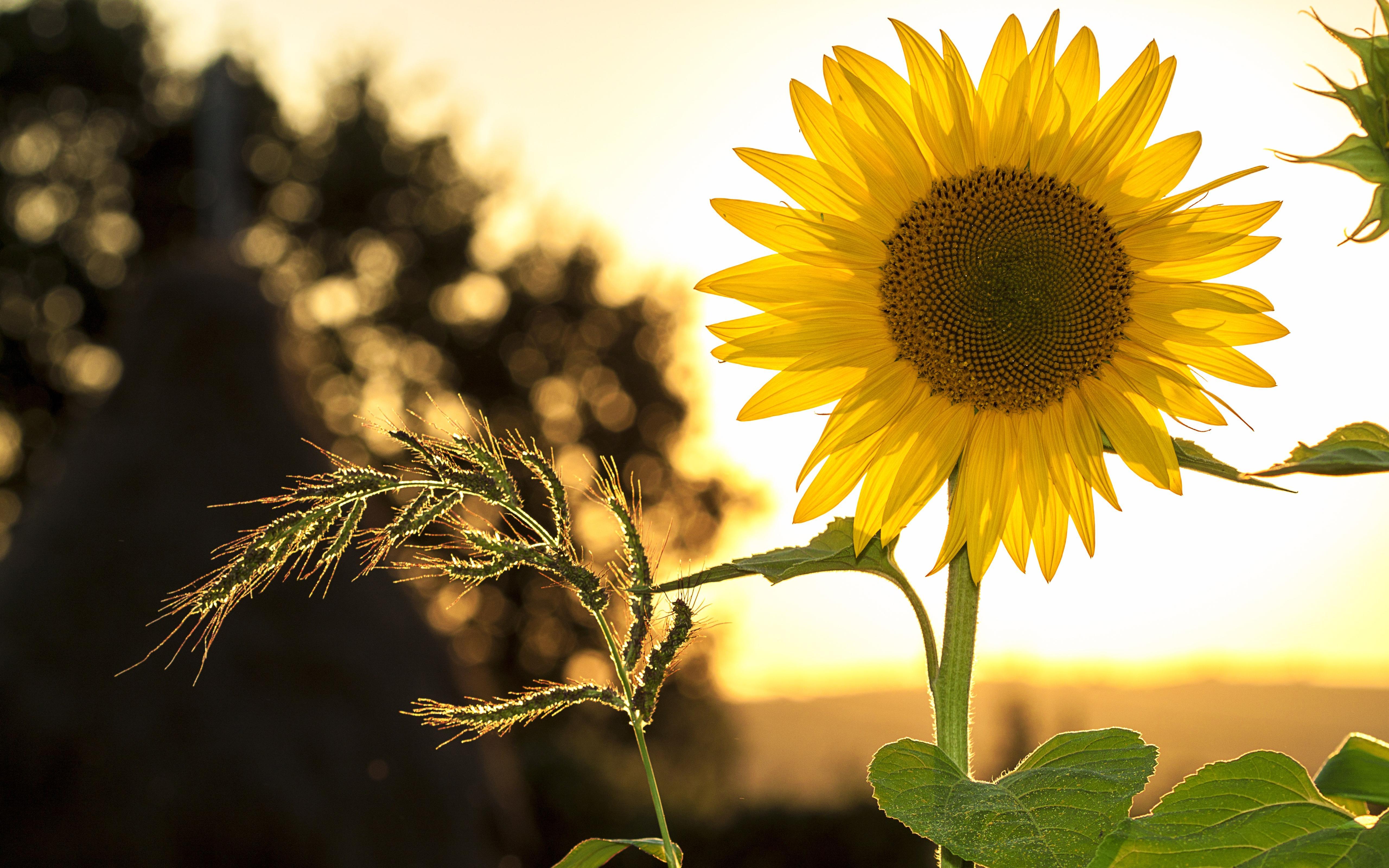 5120x3200 One single sunflower in the sunset light