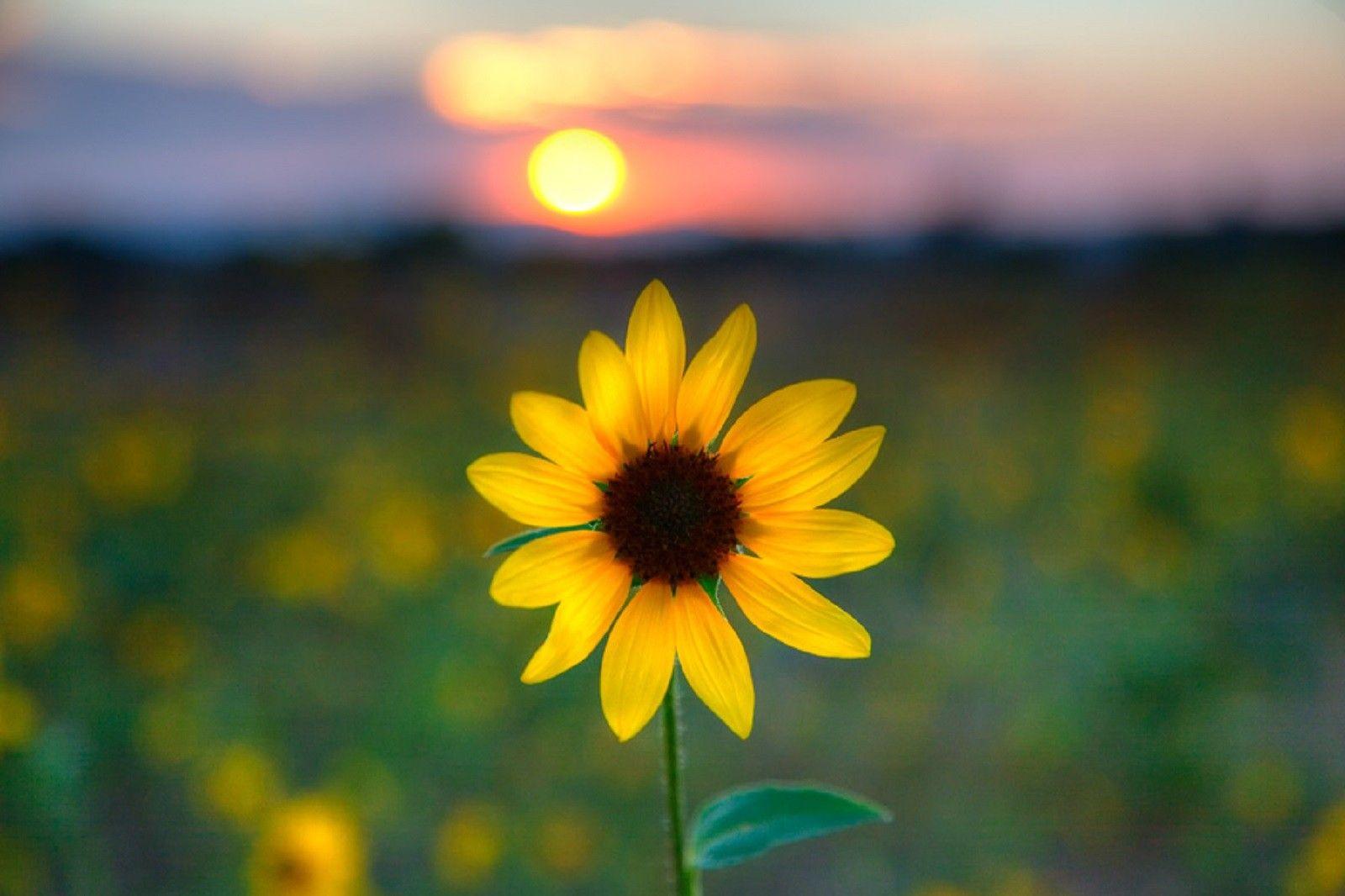 1600x1066 Sunflower Hello Sunshine Wallpaper