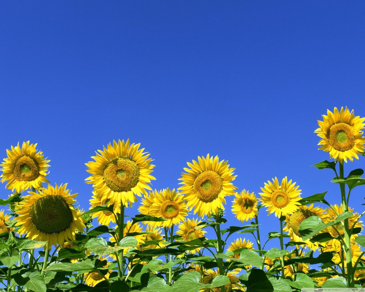 1280x1024 Sunflower Field Ultra HD Desktop Background Wallpaper for 4K UHD TV