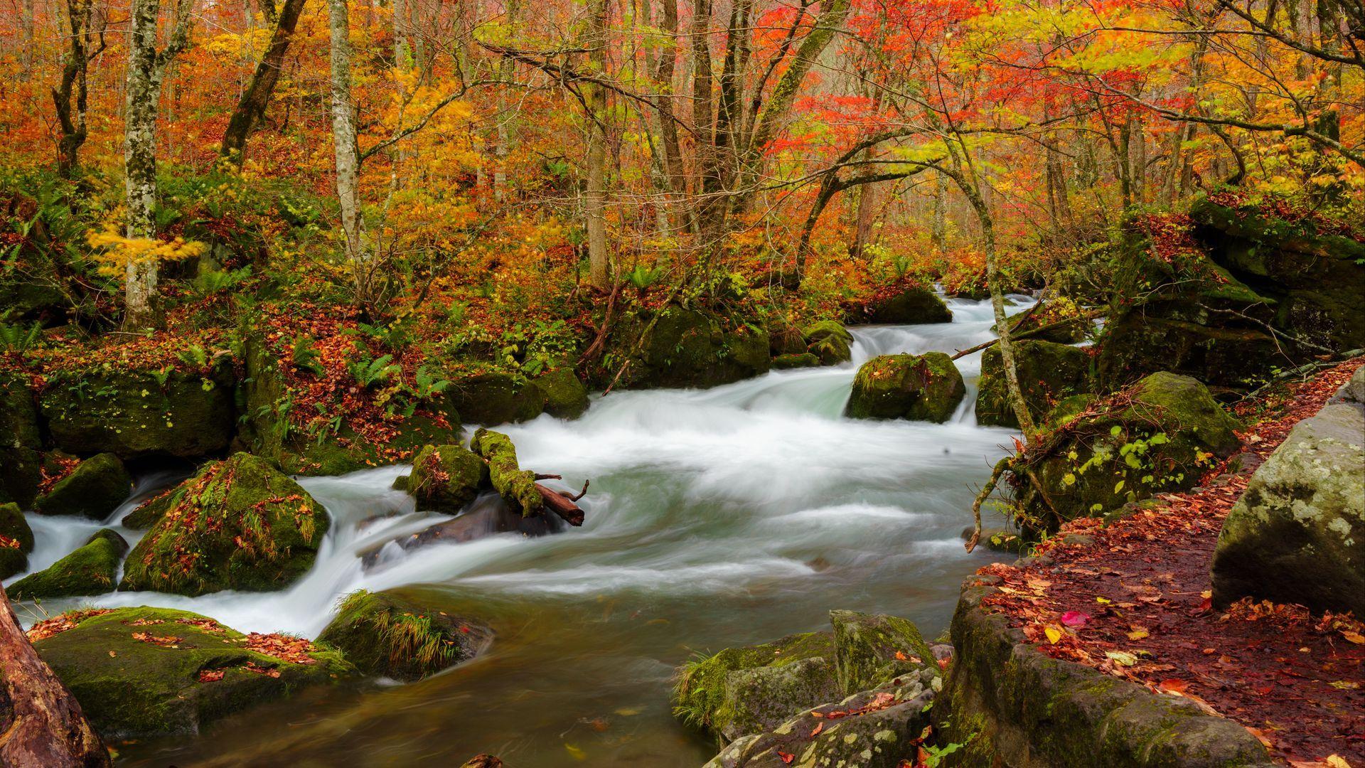 1920x1080 Wallpaper leaves stream trees river autumn. Places to see, Autumn wallpaper hd, Fall attractions