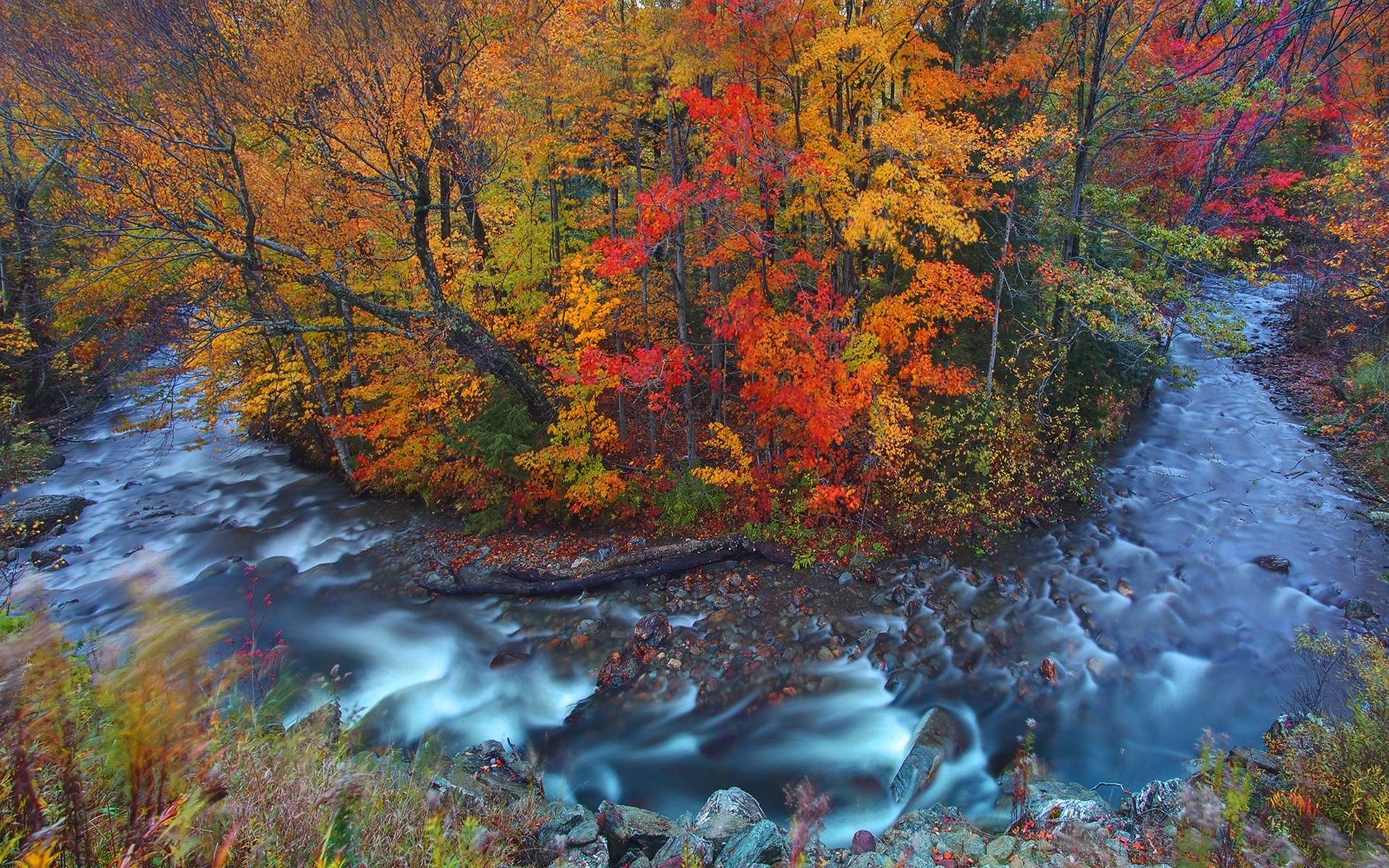 1920x1200 Autumn Forest & Wild Stream desktop PC and Mac wallpaper
