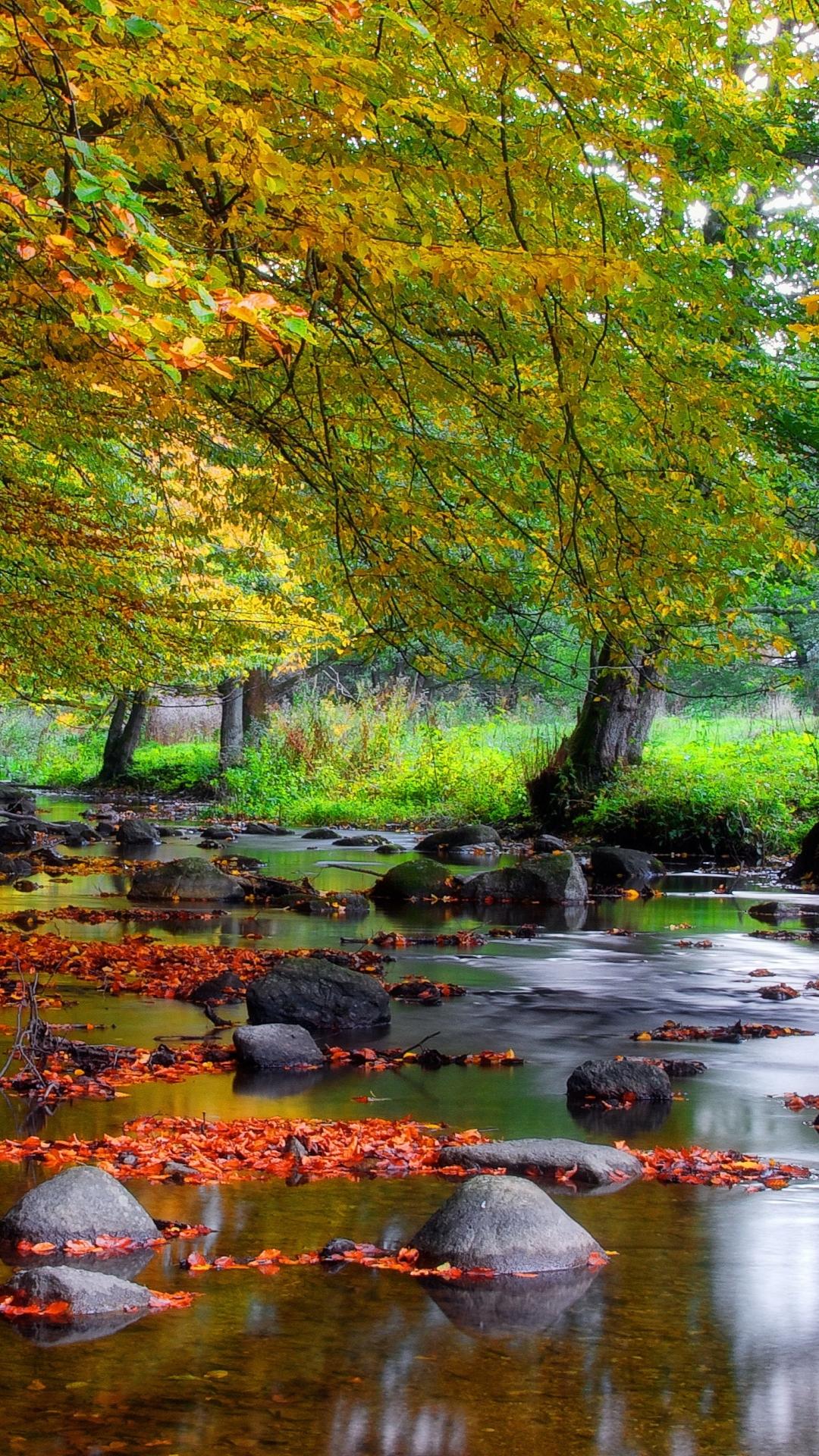 1080x1920 Autumn Forest Stream