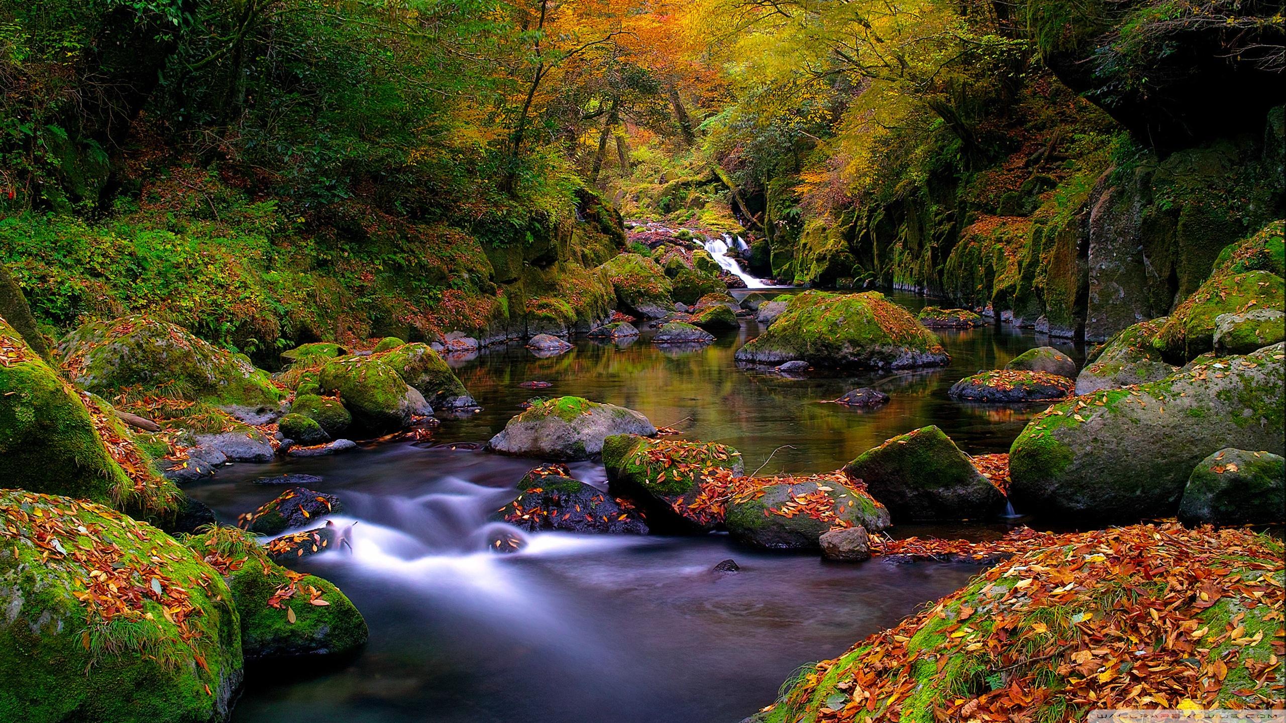 2560x1440 Forest Creek, Autumn Ultra HD Desktop Background Wallpaper for 4K UHD TV : Multi Display, Dual Monitor : Tablet