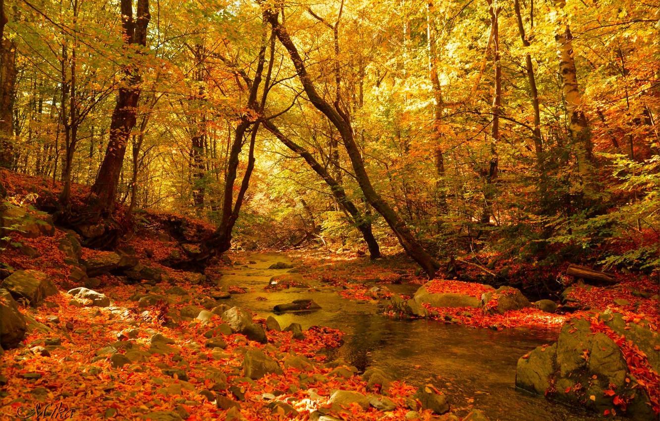 1332x850 Forest In The Fall Wallpaper