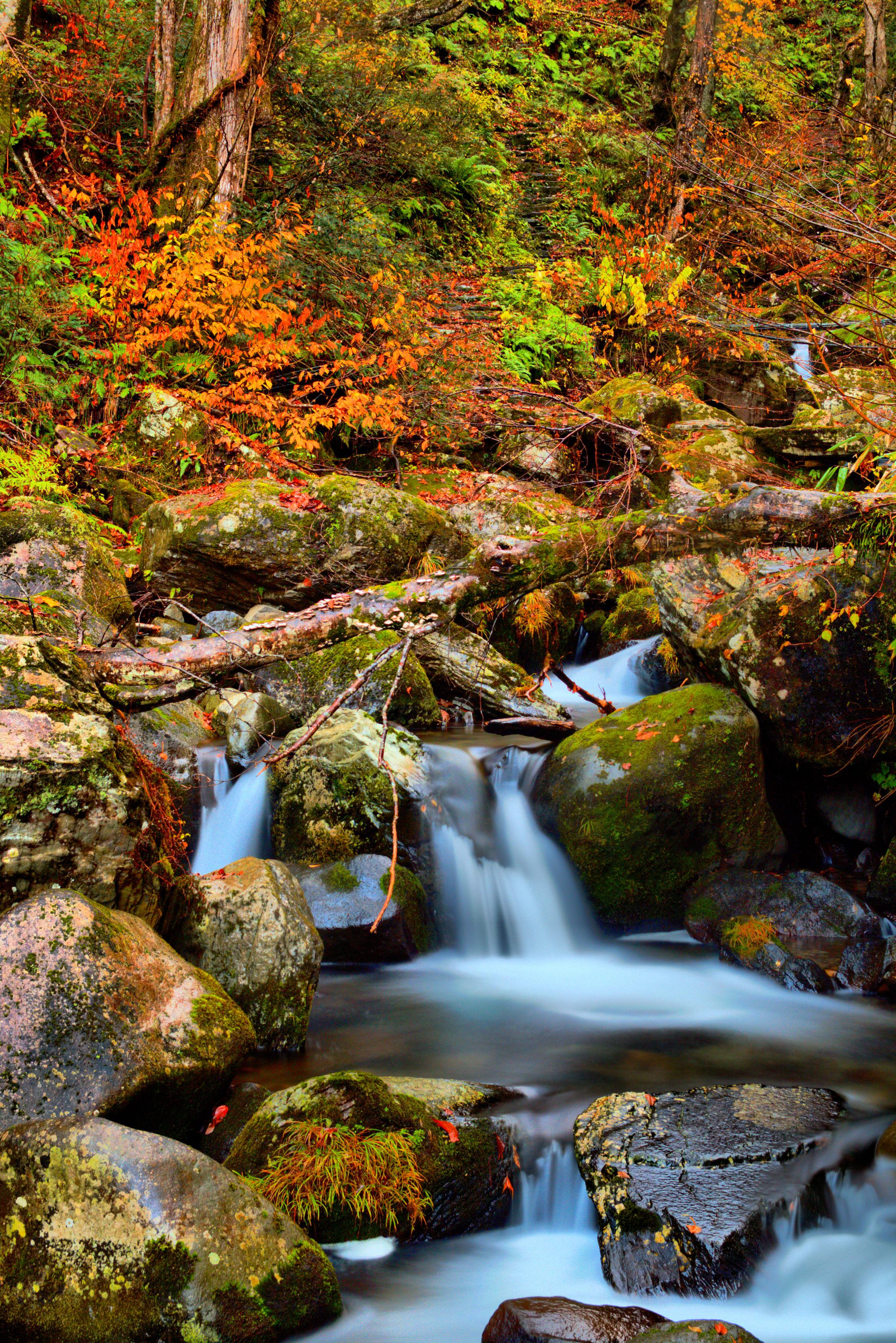 2270x3400 Image Japan Kongorinji Temple Shiga Autumn Stream Nature 2270x3400