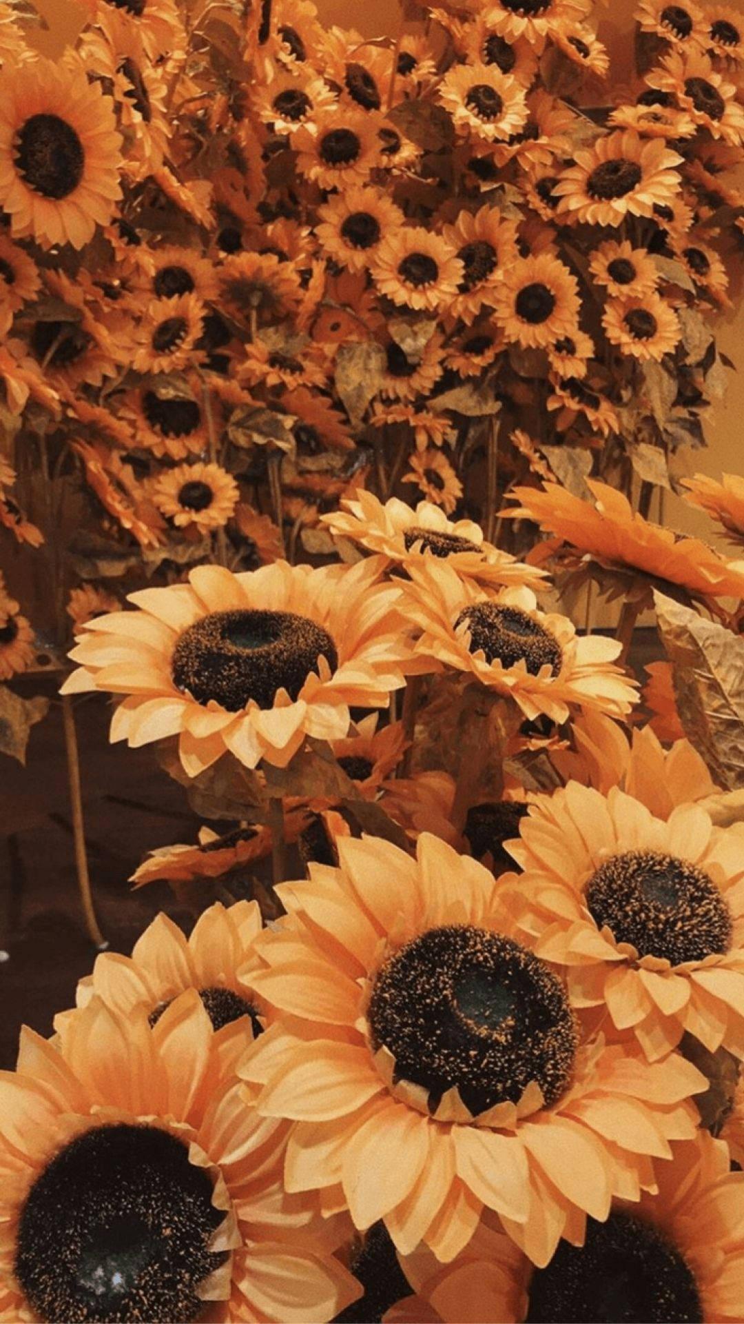 1080x1920 Download Aesthetic Sunflowers Orange Background Wallpaper