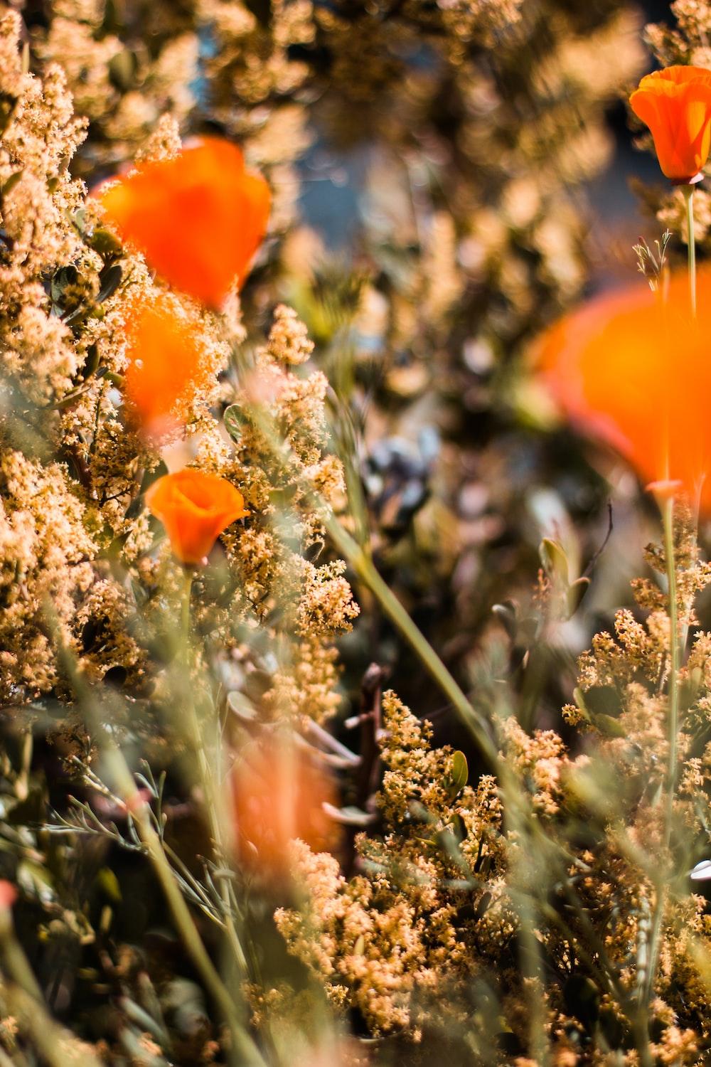 1000x1500 orange flower in tilt shift lens photo