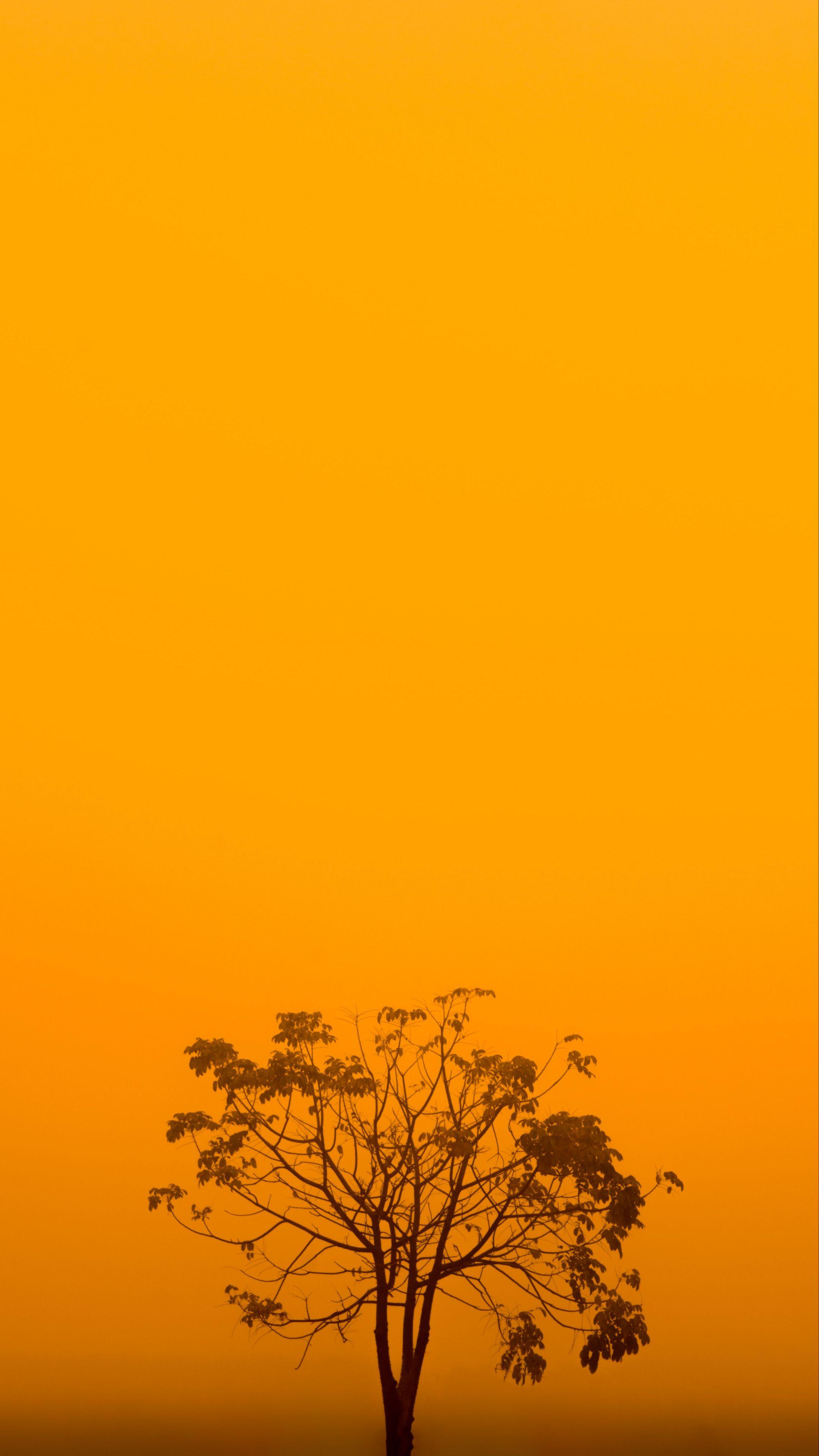 2160x3840 Download wallpaper 2160x3840 tree, fog, minimalism, yellow, aesthetic samsung galaxy s s note, sony xperia z, z z z htc one, lenovo vibe HD background