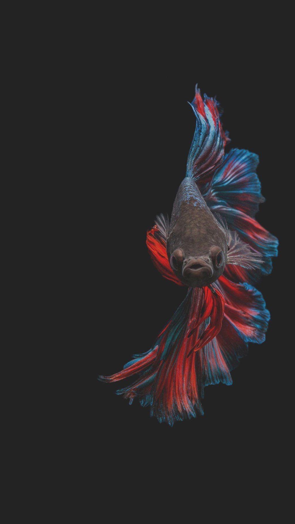 1024x1820 Illustrations. Betta, Betta Fish