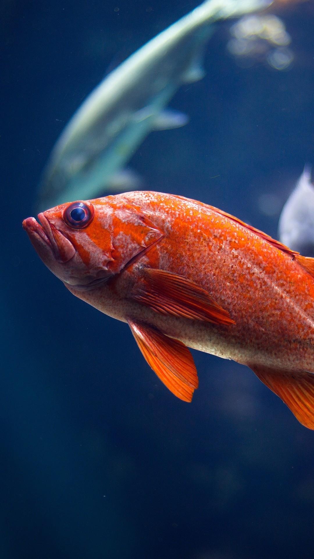 Fish Phone Wallpapers Top Free Fish Phone Backgrounds WallpaperAccess