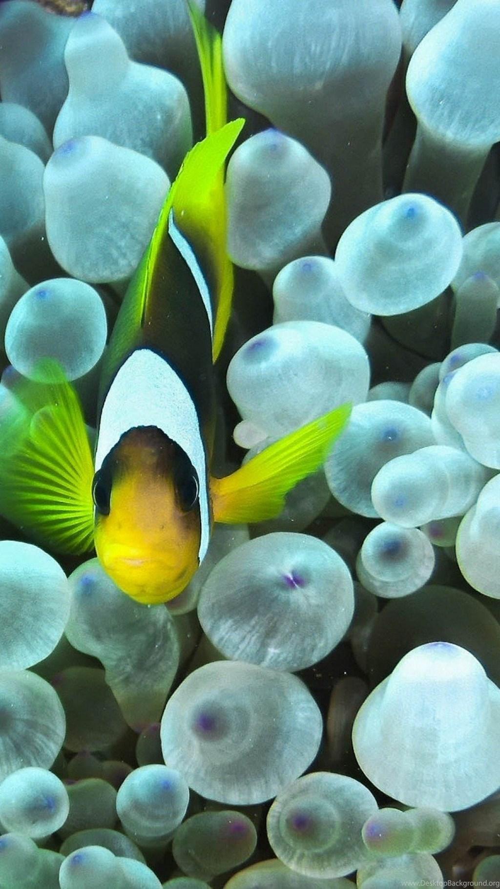 Fish Phone Wallpapers - Top Free Fish Phone Backgrounds - WallpaperAccess