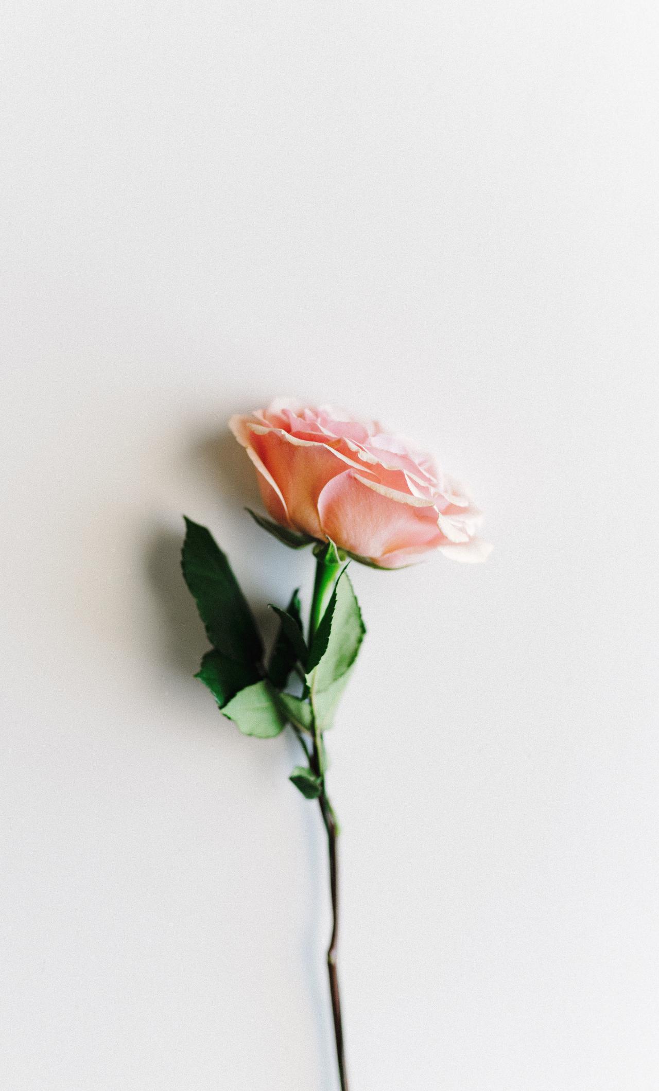 1280x2120 Download wallpaper 1280x2120 rose, light pink, minimal, iphone 6 plus, 1280x2120 HD background, 23740