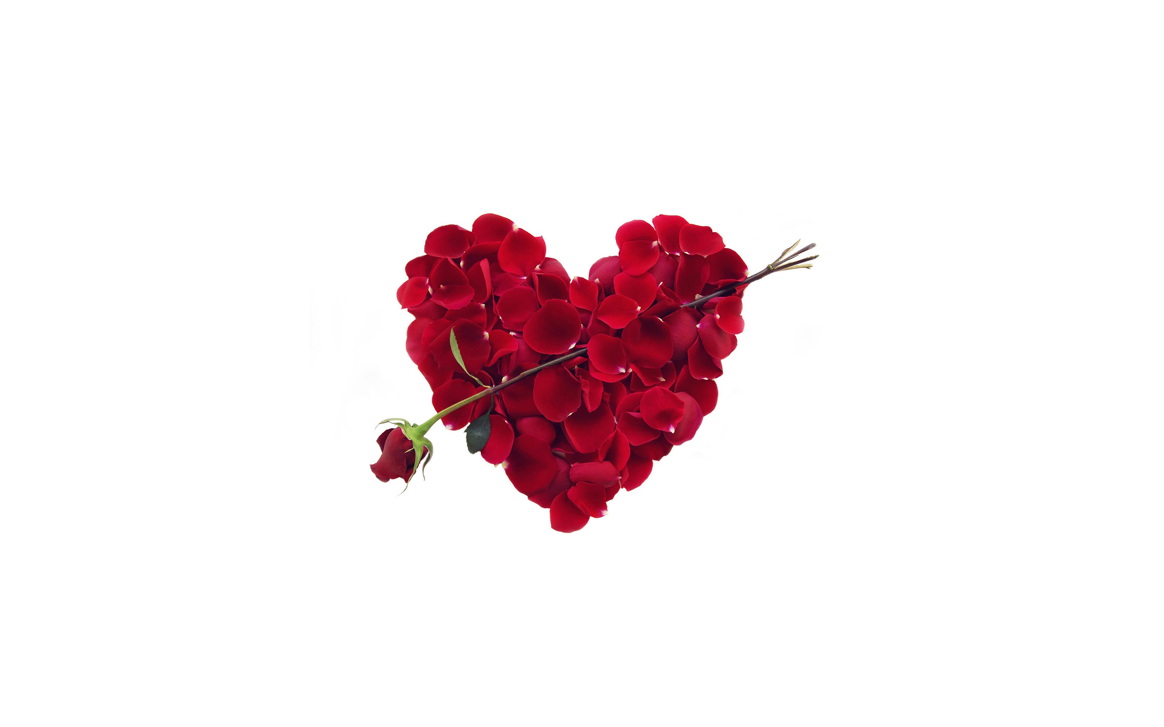 3840x2400 Rose Love Valentine Minimal Red Wallpaper