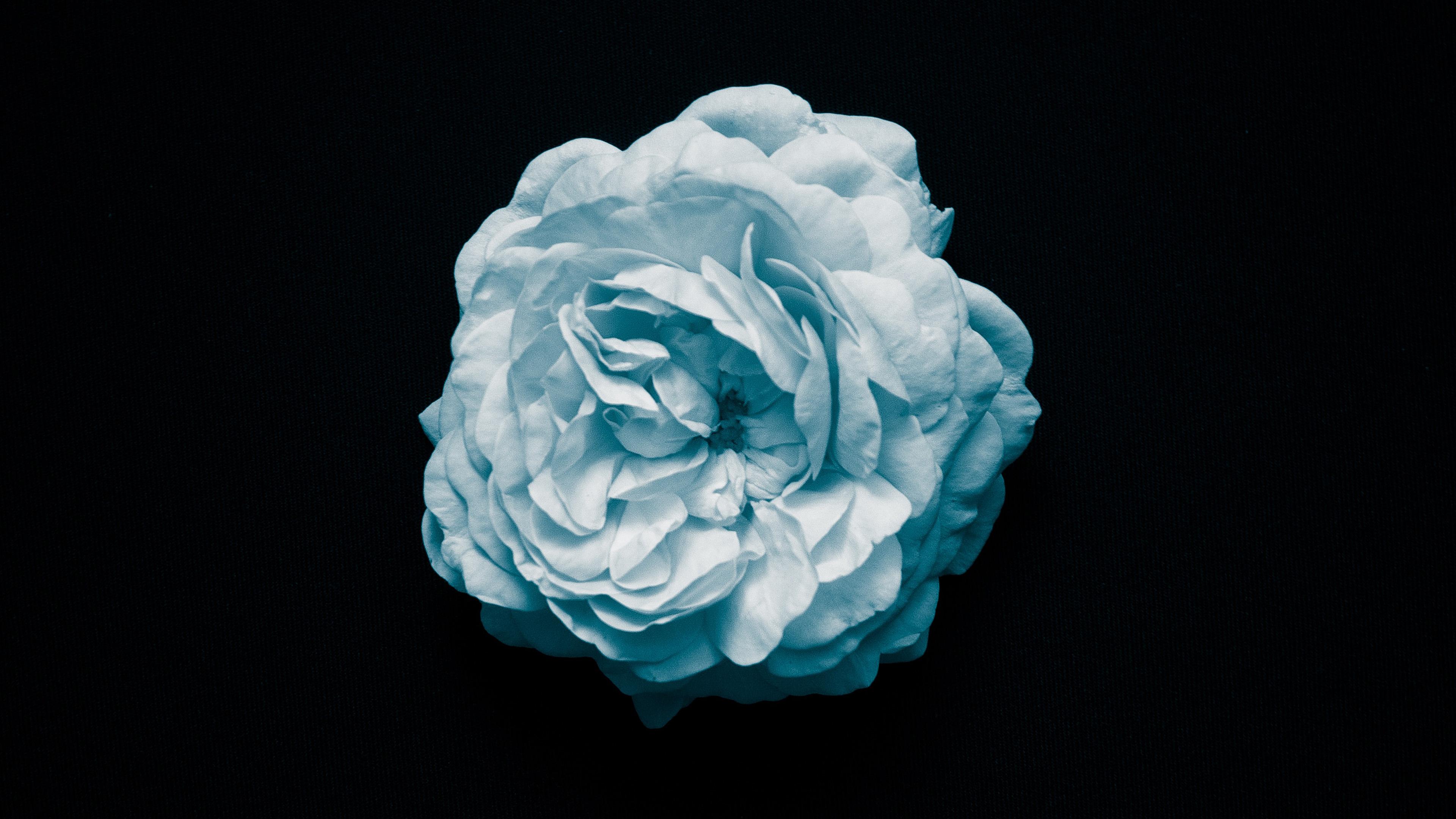 3840x2160 Flower Center Blue Minimal Simple Wallpaper