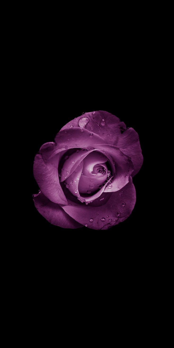 736x1472 Minimal, rose, bud, purple flower, 1080x2160 wallpaper. Flower phone wallpaper, Wallpaper nature flowers, Purple wallpaper