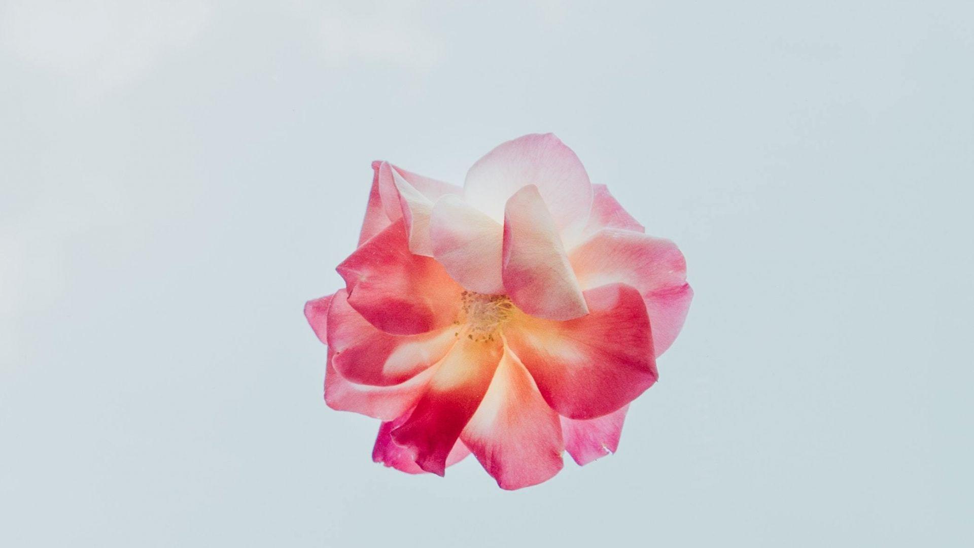 1920x1080 Minimal Flower HD Wallpaper