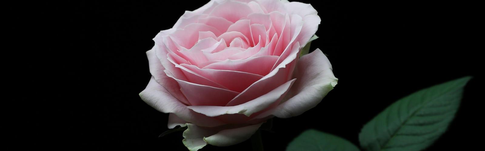 1600x500 Flower in the Dark best free dark, flower, petal and plant photo