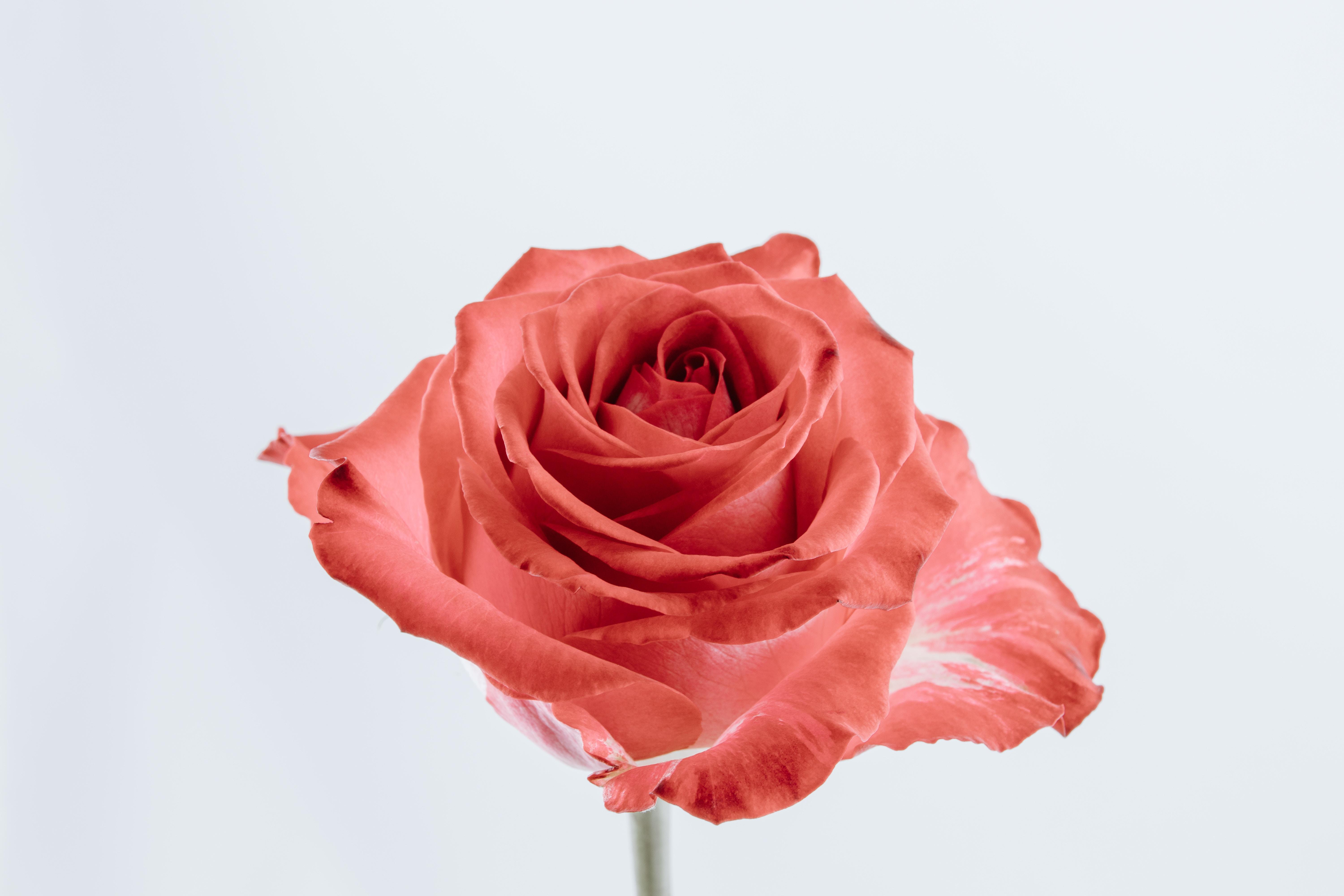 6000x4000 6000x4000 White Space, White Background, Petal, Minimal Rose, Rose, White, Green, Minimal Flower, Minimal, Macro, Floral, Free , Red, Flower, Clse Up, Single Gallery HD Wallpaper