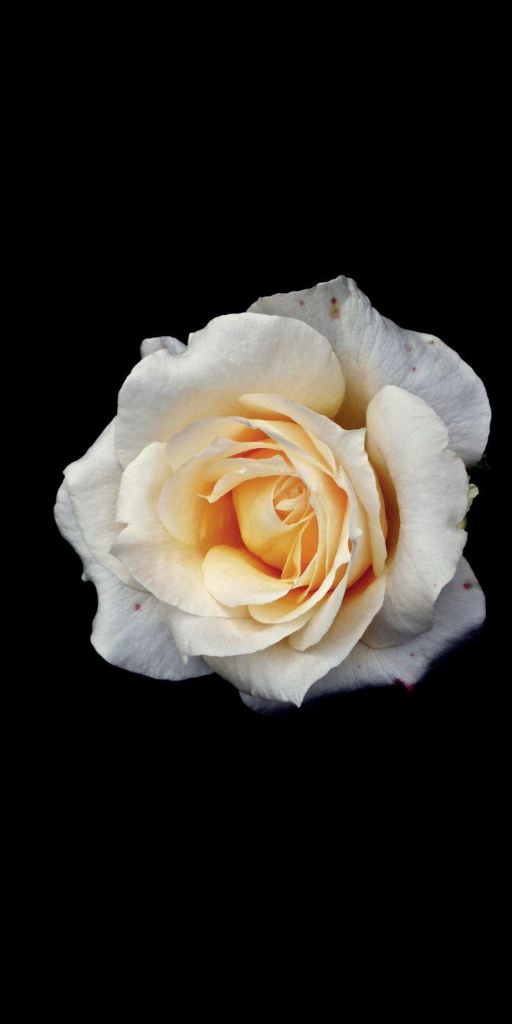 736x1472 Yellow rose, minimal, portrait, 1080x2160 wallpaper. Wallpaper iphone roses, Yellow roses, Rose