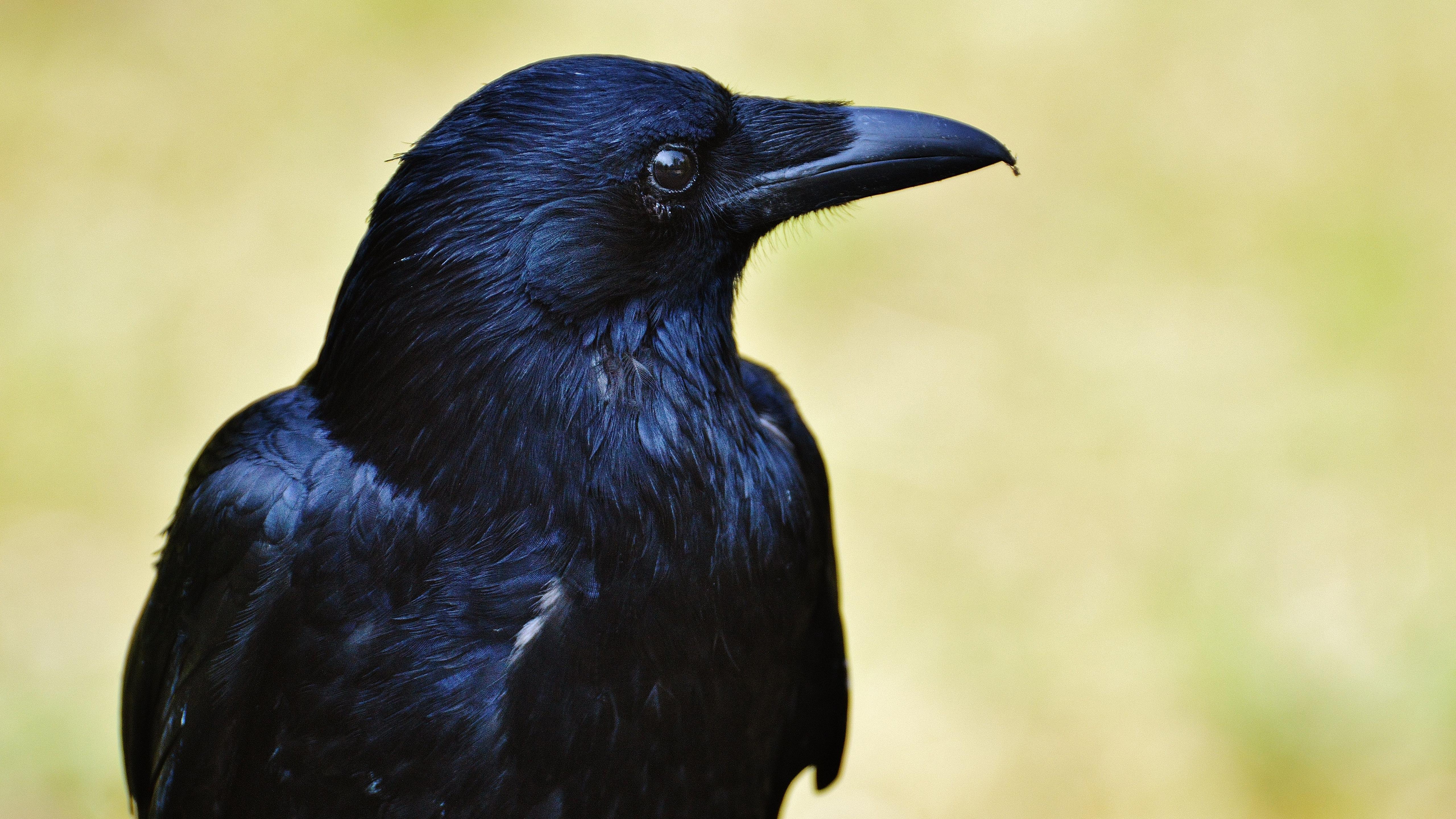 5120x2880 Crow Wallpaper