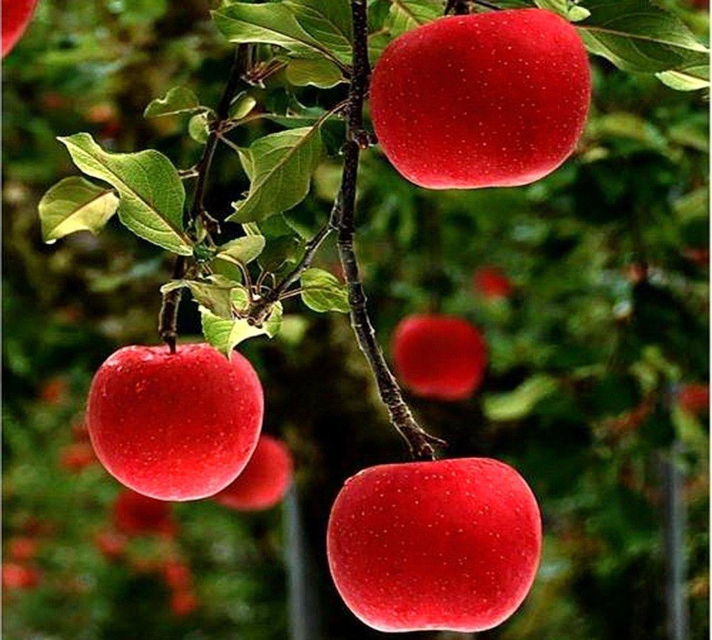 1024x920 Red Apple Fruit Wallpaper