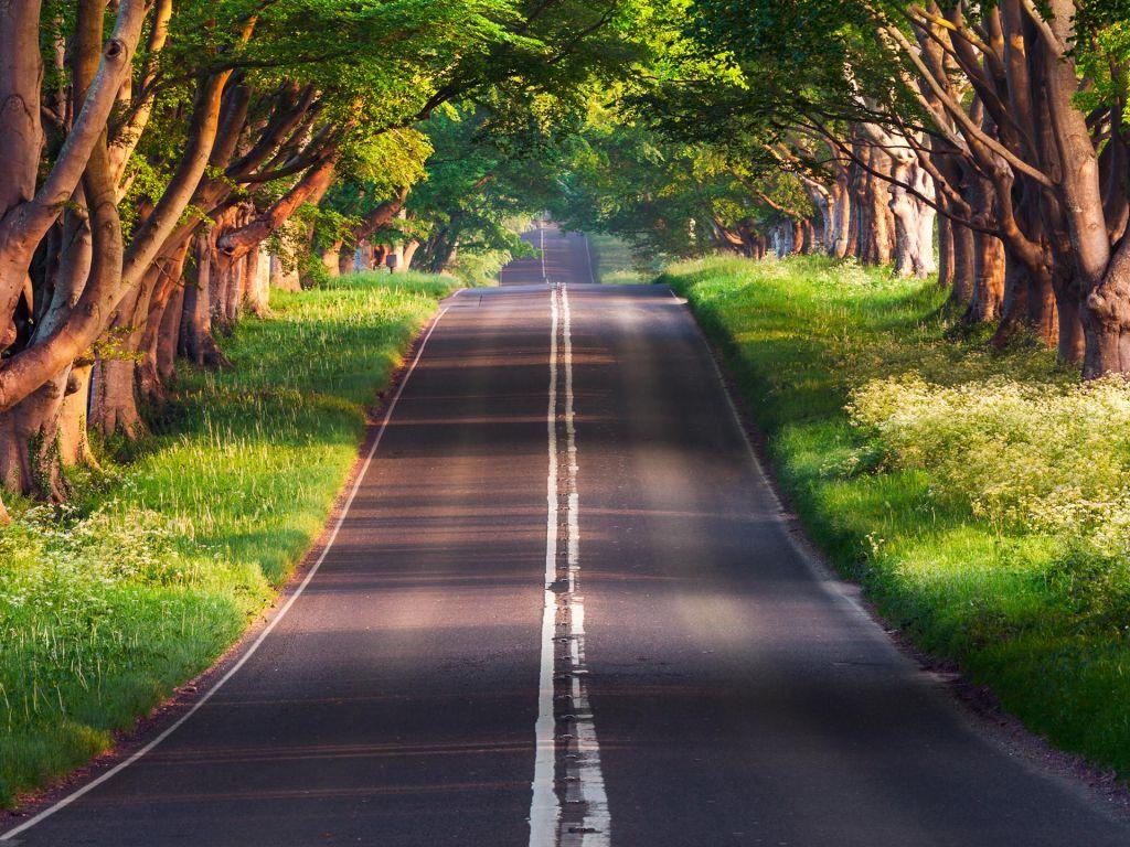 1024x768 Green 4K wallpaper for your desktop or mobile screen free and easy to download
