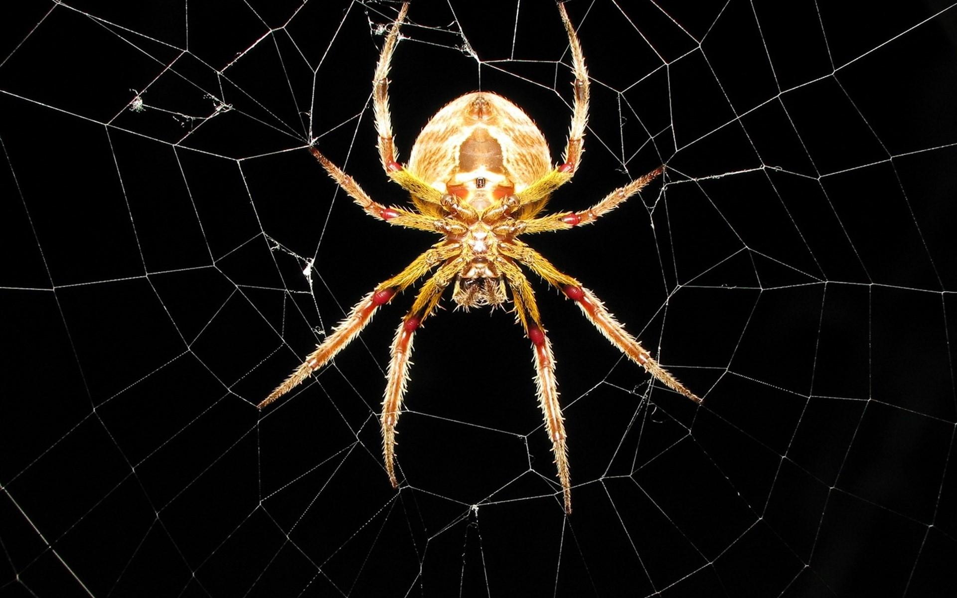 1920x1200 Spider Web HD Wallpaper and Background