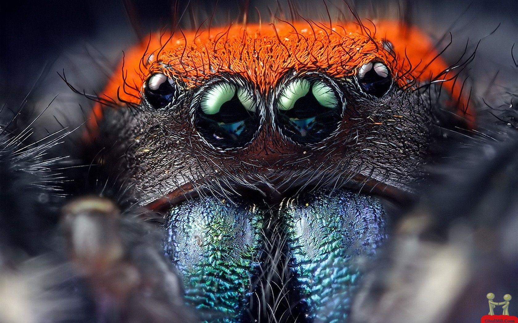 1680x1050 Cute Halloween Spider Wallpaper