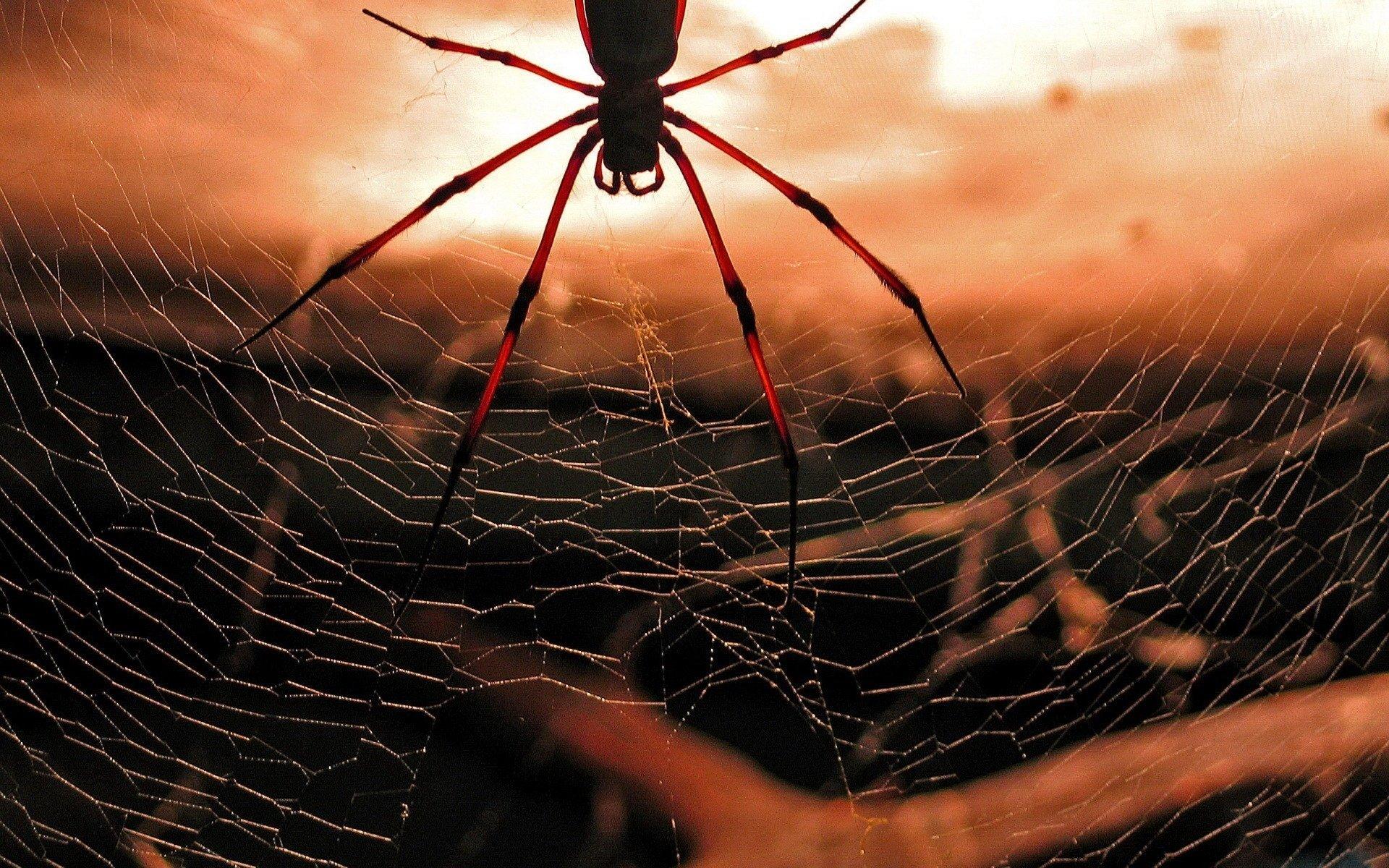 1920x1200 Spider Wallpaper