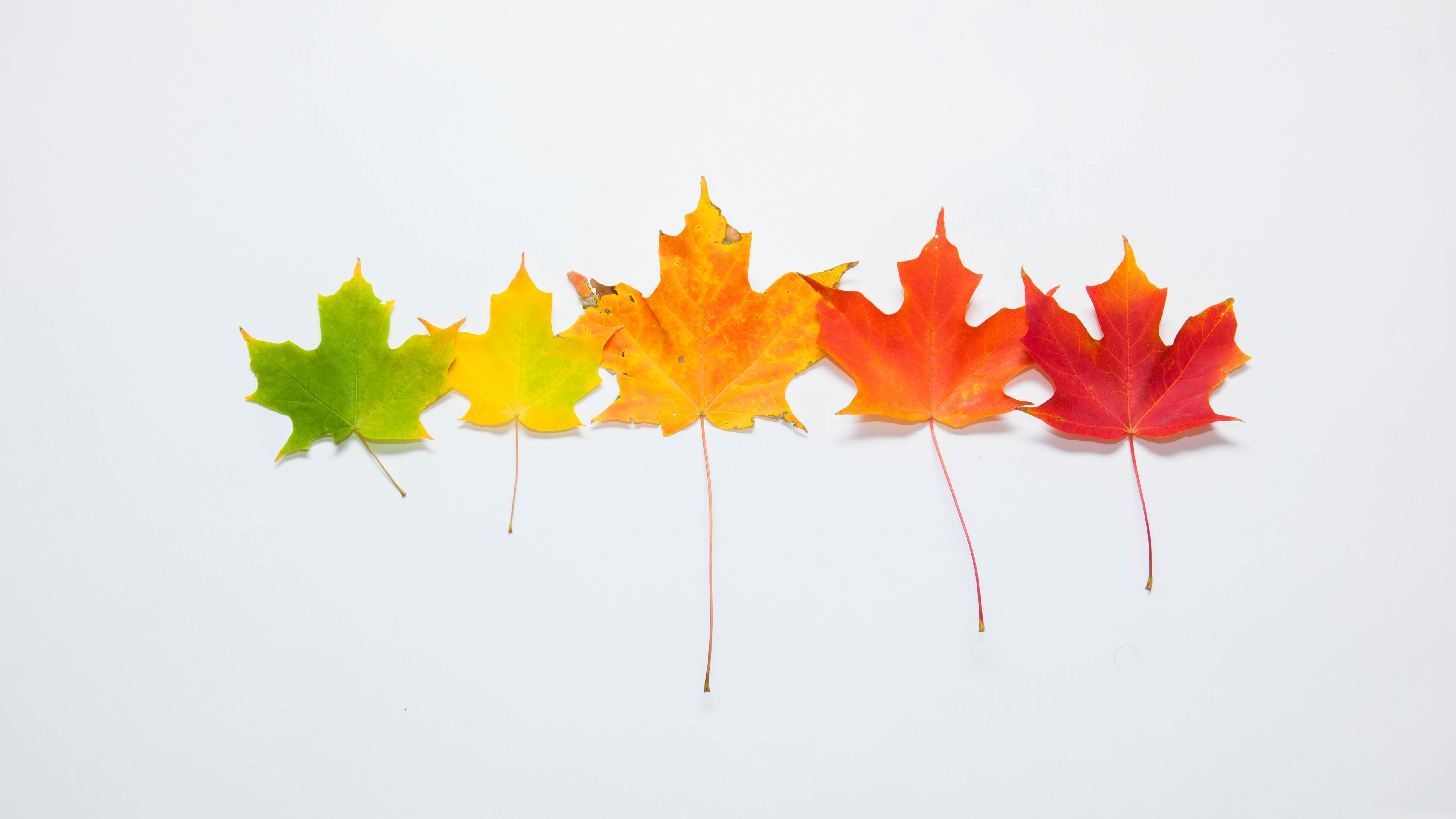 Autumn Minimalist Desktop Wallpapers - Top Free Autumn Minimalist