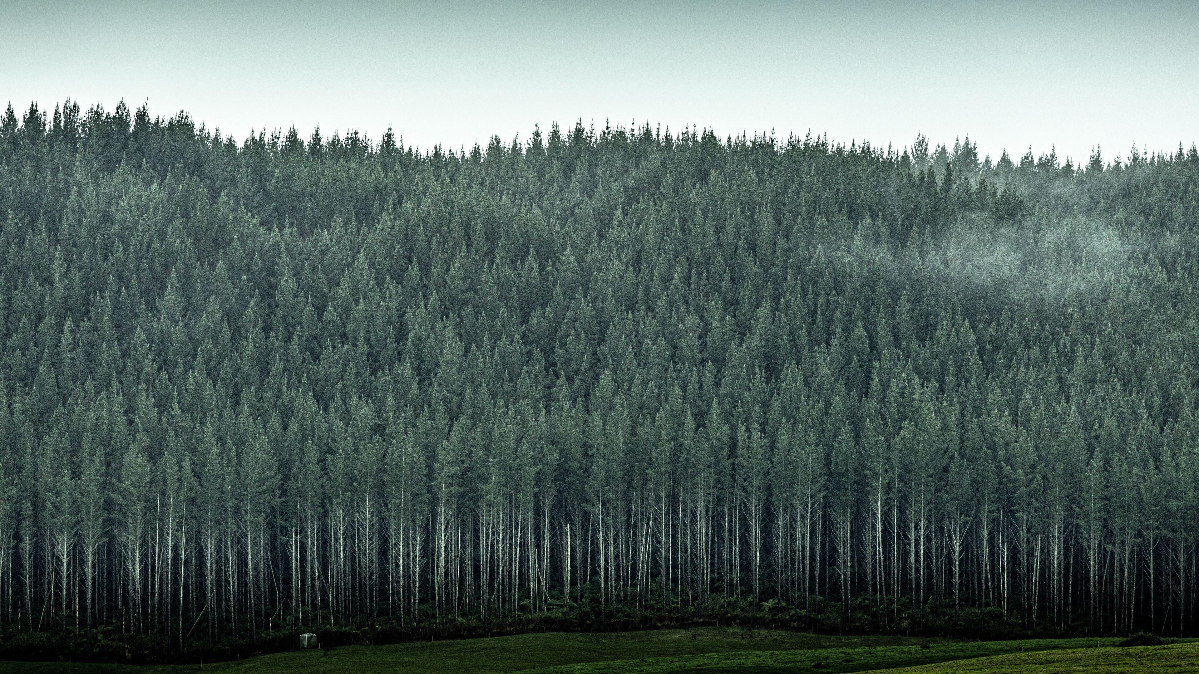 3840x2160 Download wallpaper 3840x2160 forest, trees, pines, conifer 4k uhd 16:9 HD background