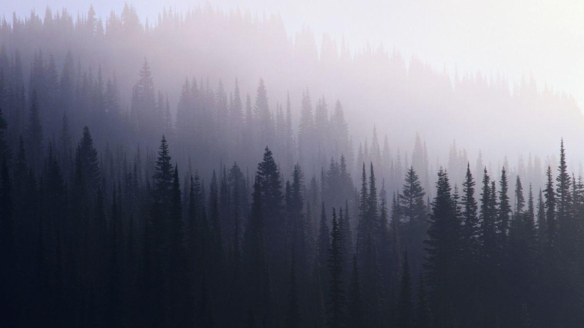 1200x675 Awesome collection of Foggy Forest (Nature) wallpaper HD, with +71 Foggy Forest wallpaper picture f. Forest wallpaper, Hipster wallpaper, Foggy forest