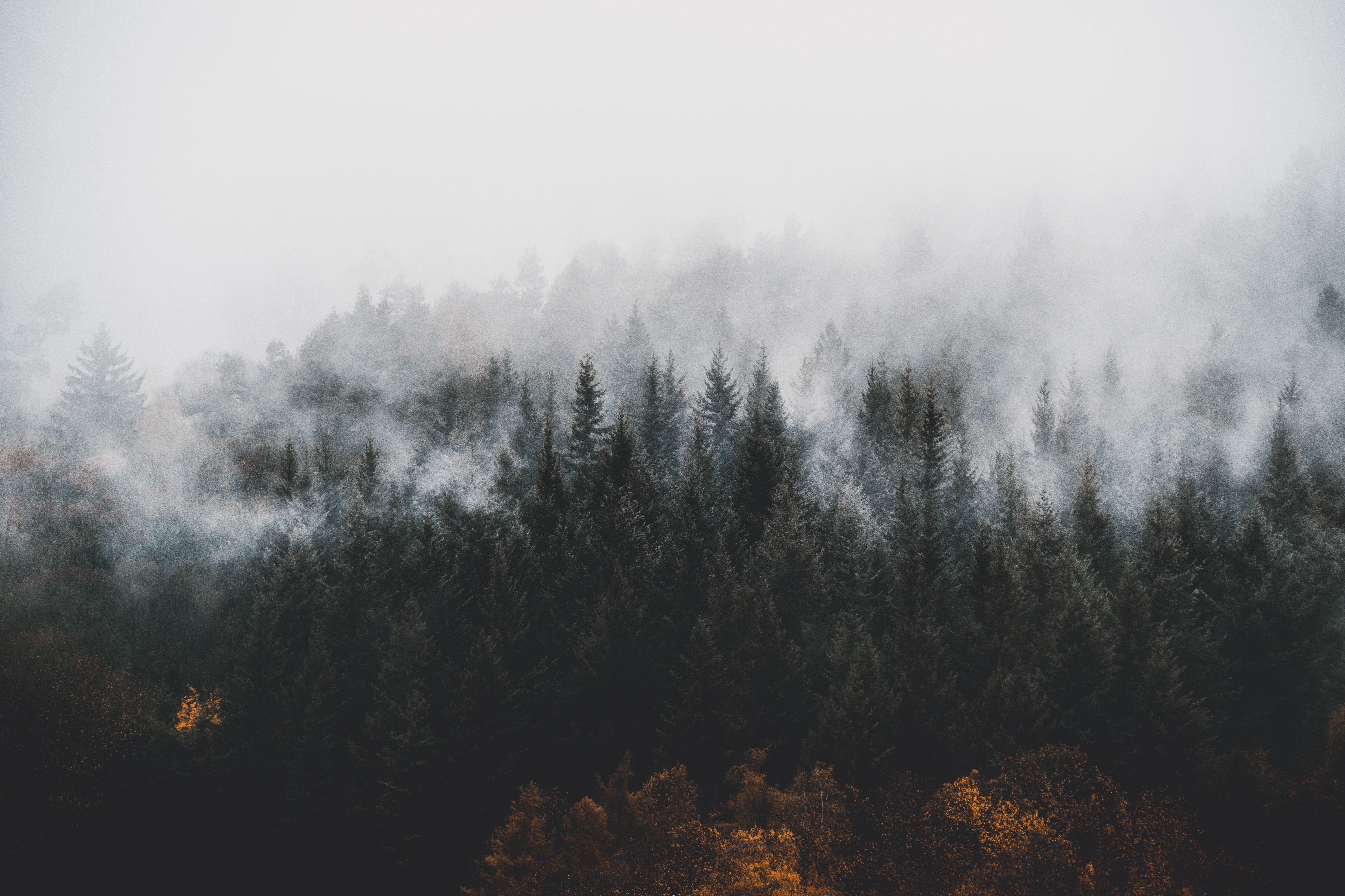 6000x4000 Misty Forest 4k Wallpaper