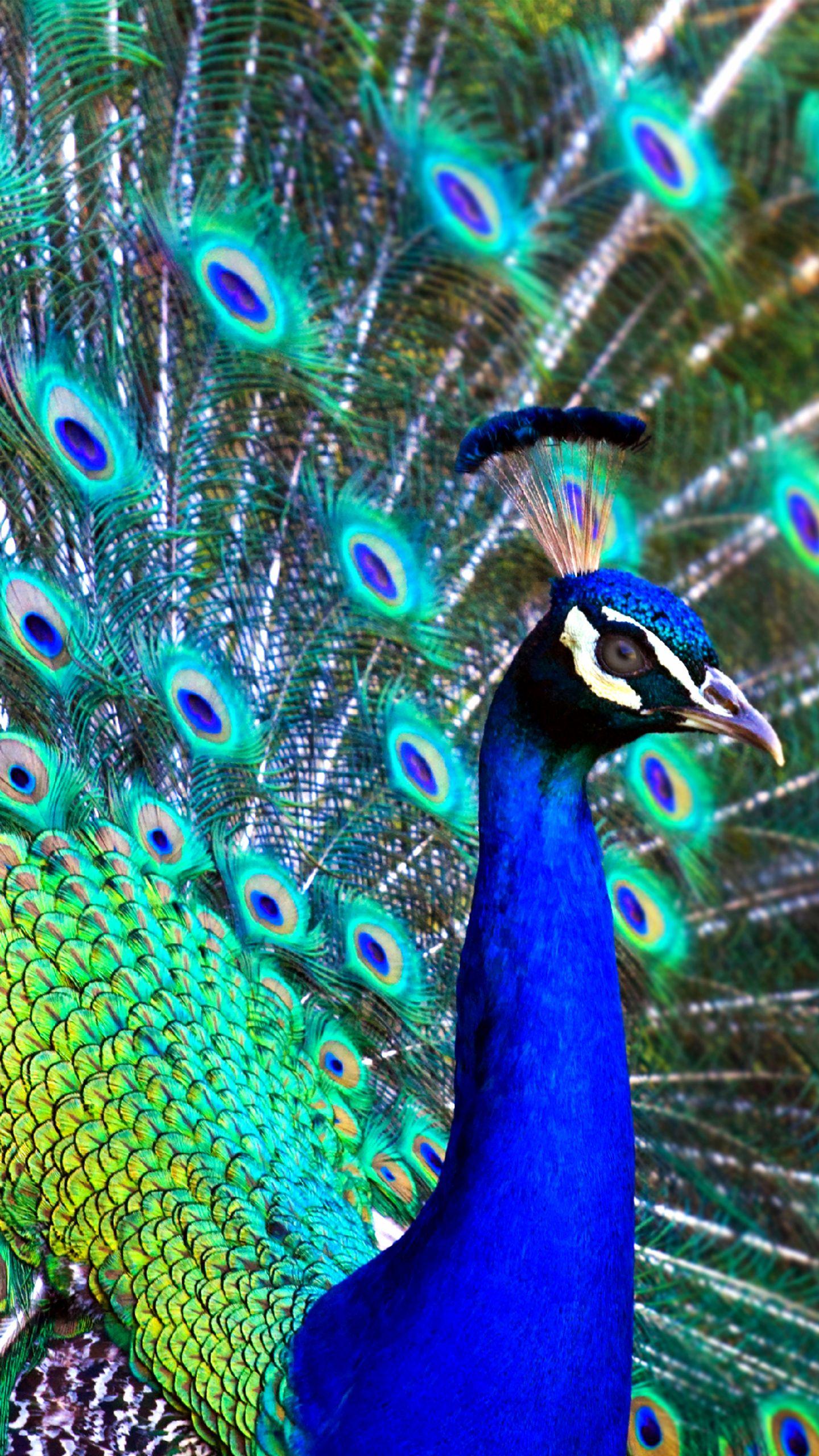 1440x2560 Samsung Galaxy S7 Wallpaper with Peacock