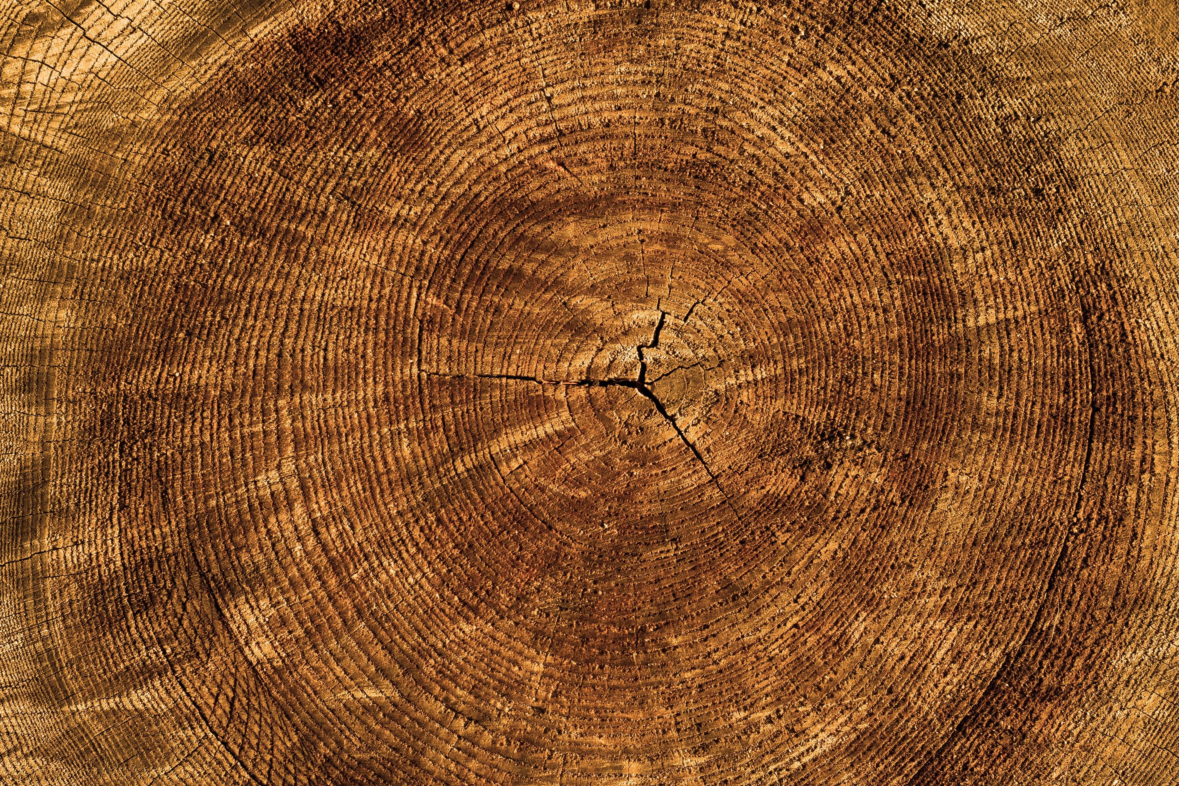 3936x2624 Wood Texture Photo, Download Free Wood Texture & HD Image