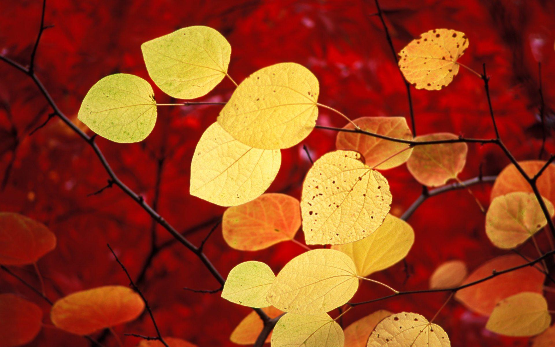 1920x1200 Official Windows 7 Wallpaper