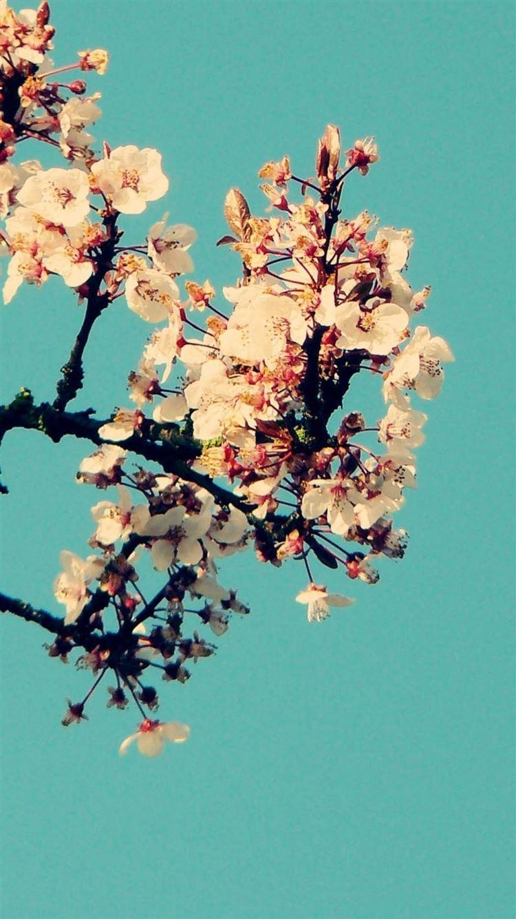 750x1334 Sunny Clean White Blossom iPhone 8 Wallpaper Free Download