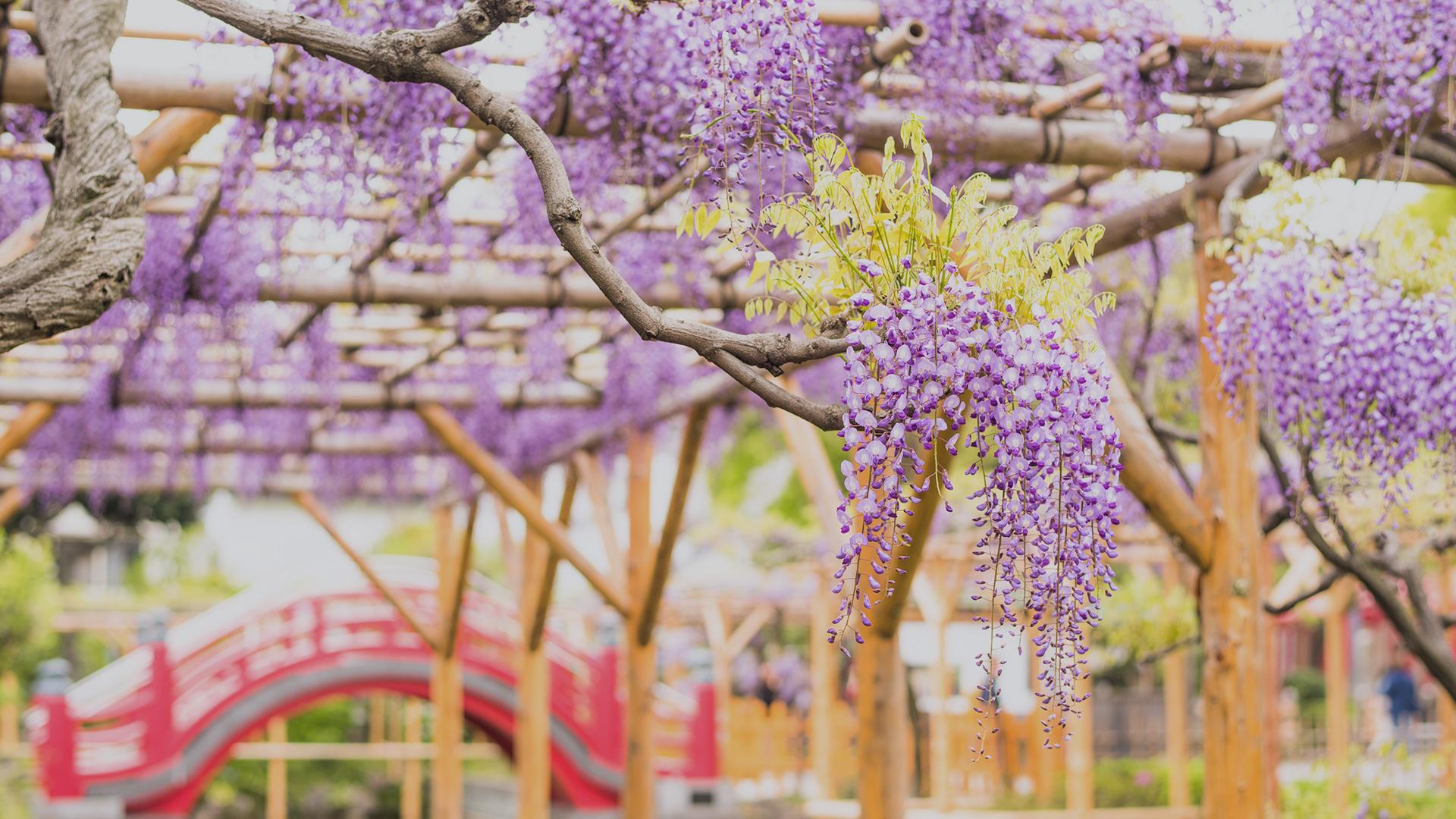 1920x1080 Spring Flowers. The Official Tokyo Travel Guide, GO TOKYO