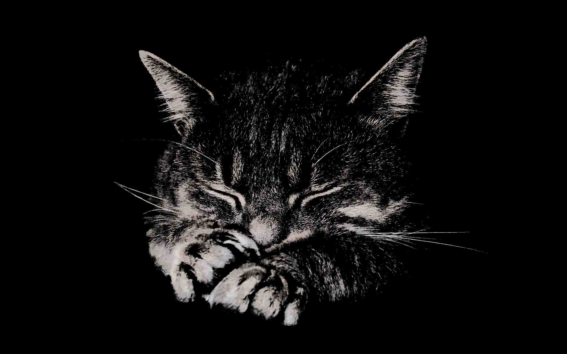1920x1200 Free download Black Dream Latest HD Wallpaper Free Download [1920x1200] for your Desktop, Mobile & Tablet. Explore Dream Wallpaper Free Download. Free Wallpaper Background, Free Wallpaper For Desktop, Dream Wallpaper Desktop