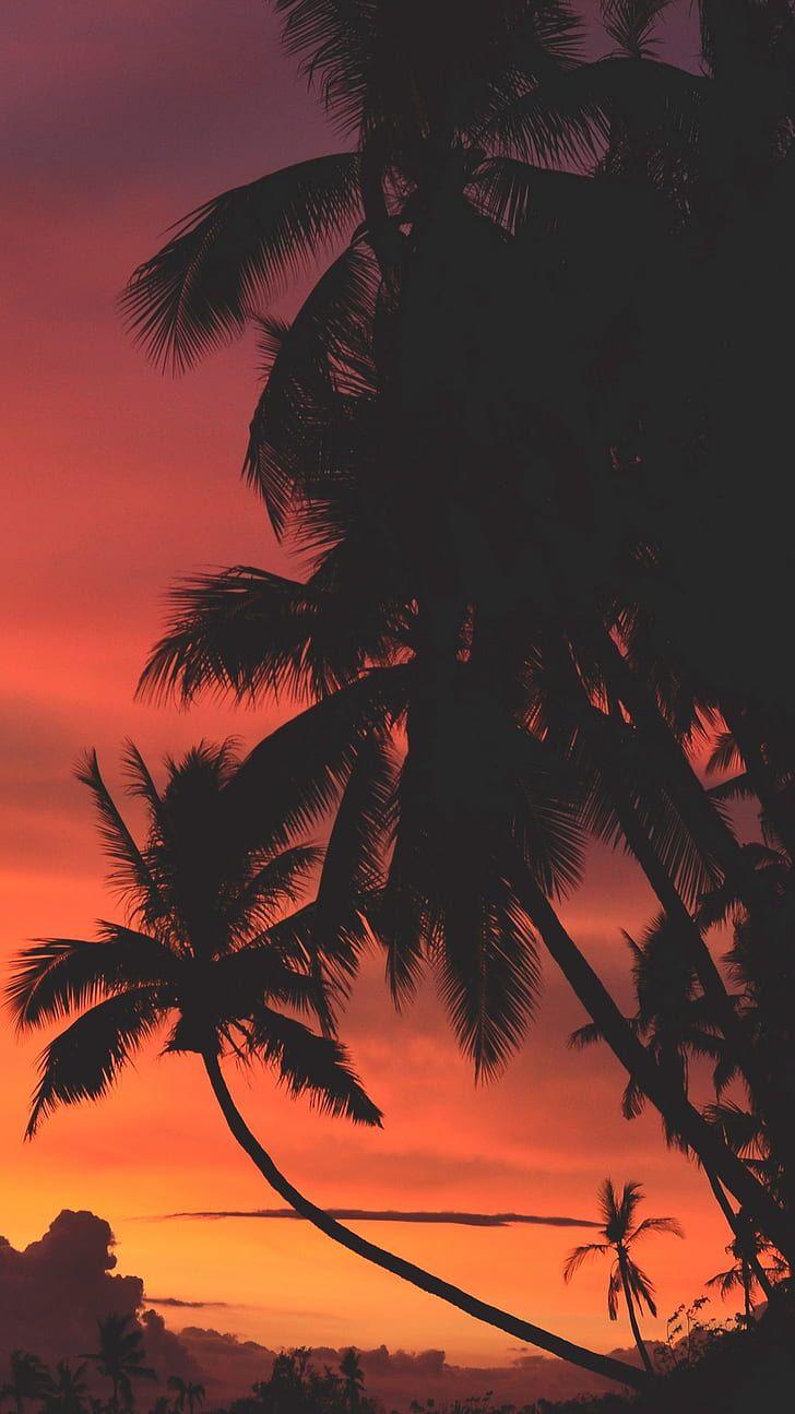 728x1295 beach, sunset, palm trees, vibes, moody, warm, dark HD wallpaper. iPhone hintergrund sommer, Sonnenuntergang tapete, Strand wallpaper