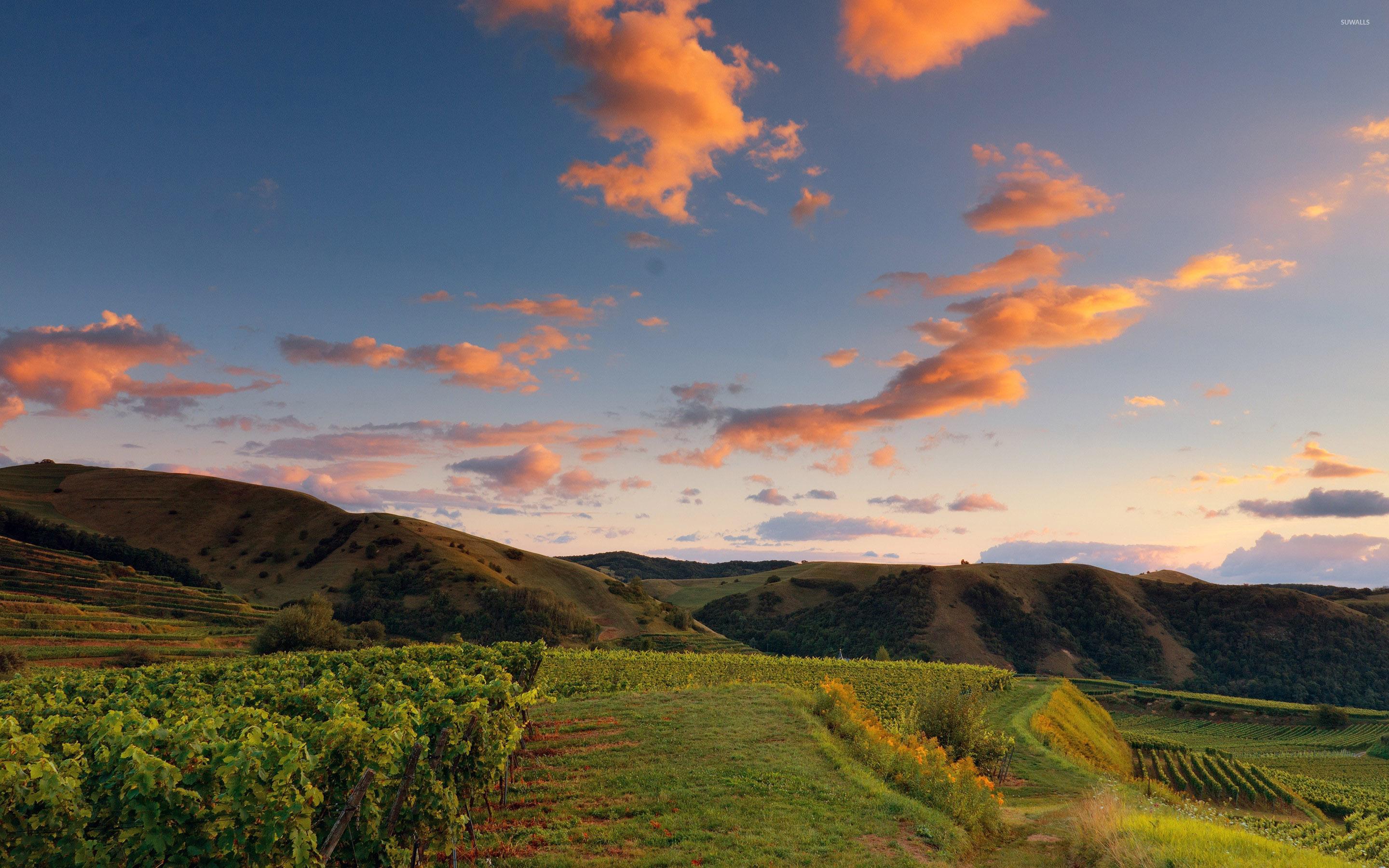 2880x1800 Orange clouds above the vineyard wallpaper wallpaper