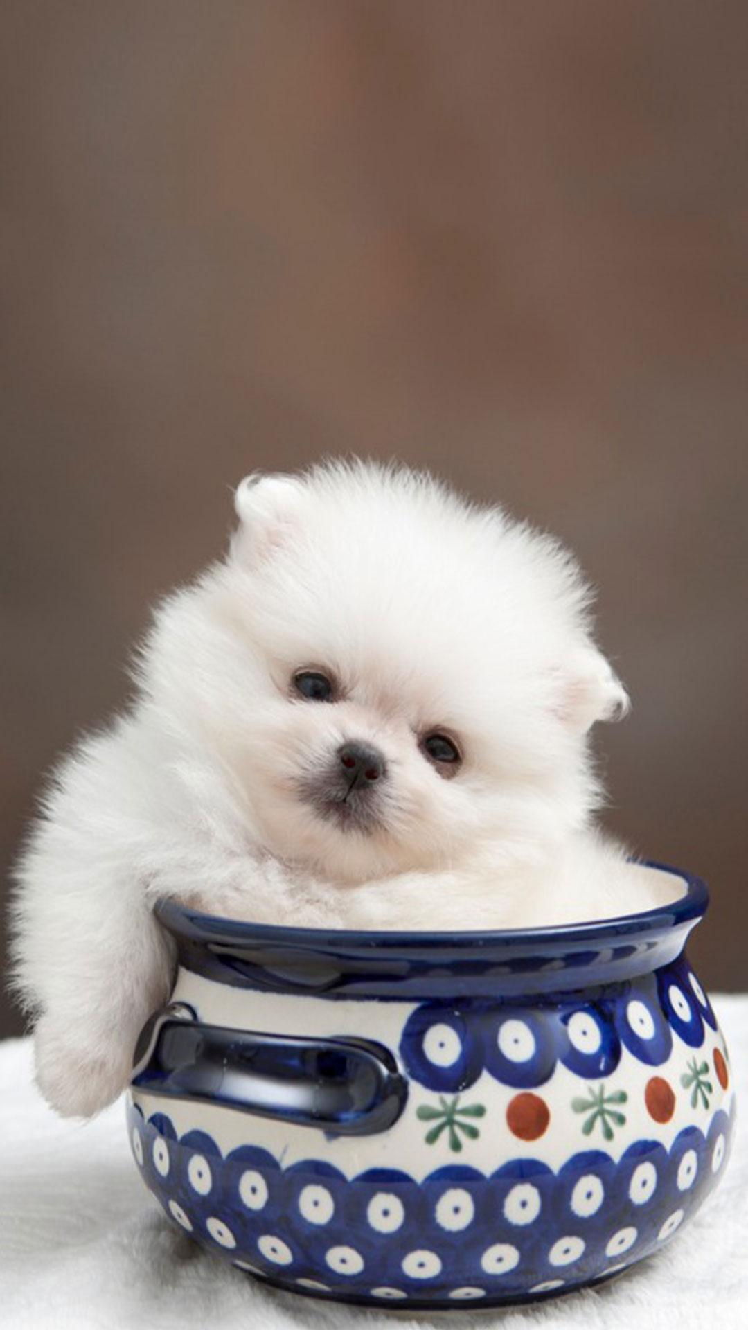 1080x1920 Teacup Dogs Wallpaper