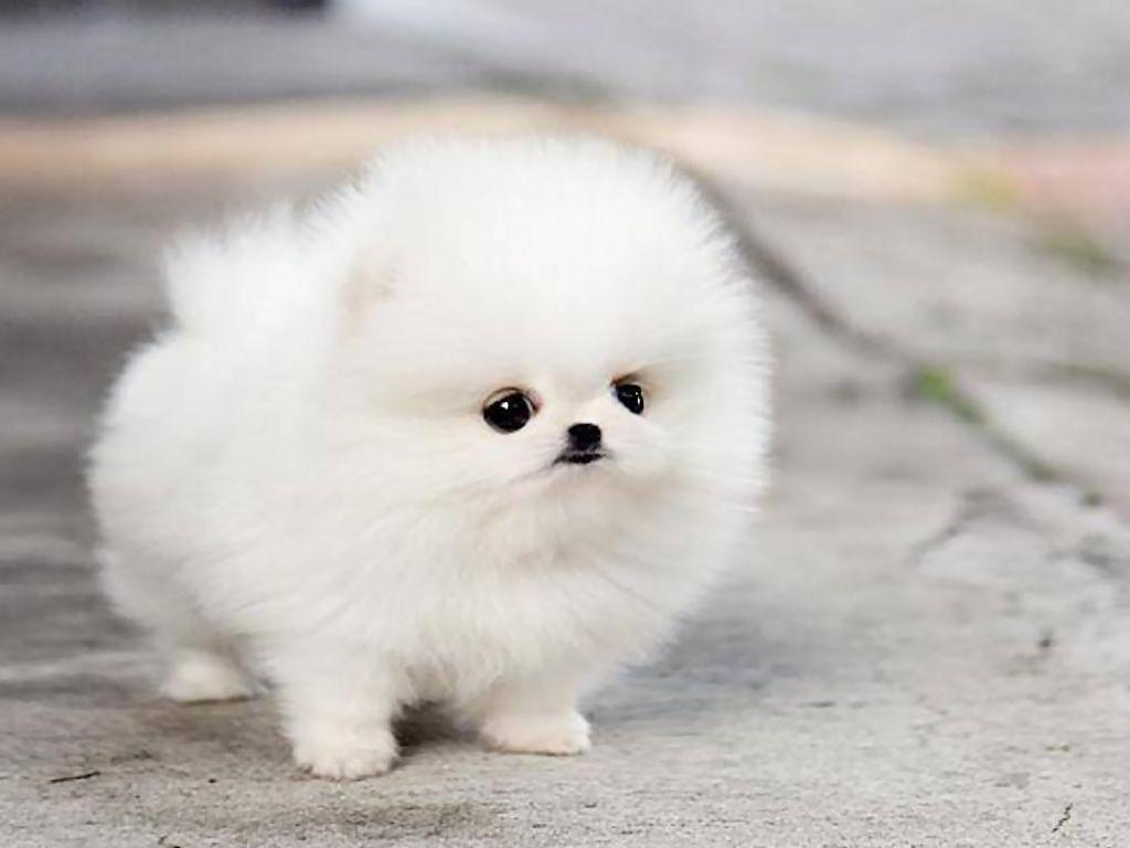 1024x768 Teacup Puppies Wallpaper. Teacup puppies, Tea cup dogs, Puppy wallpaper